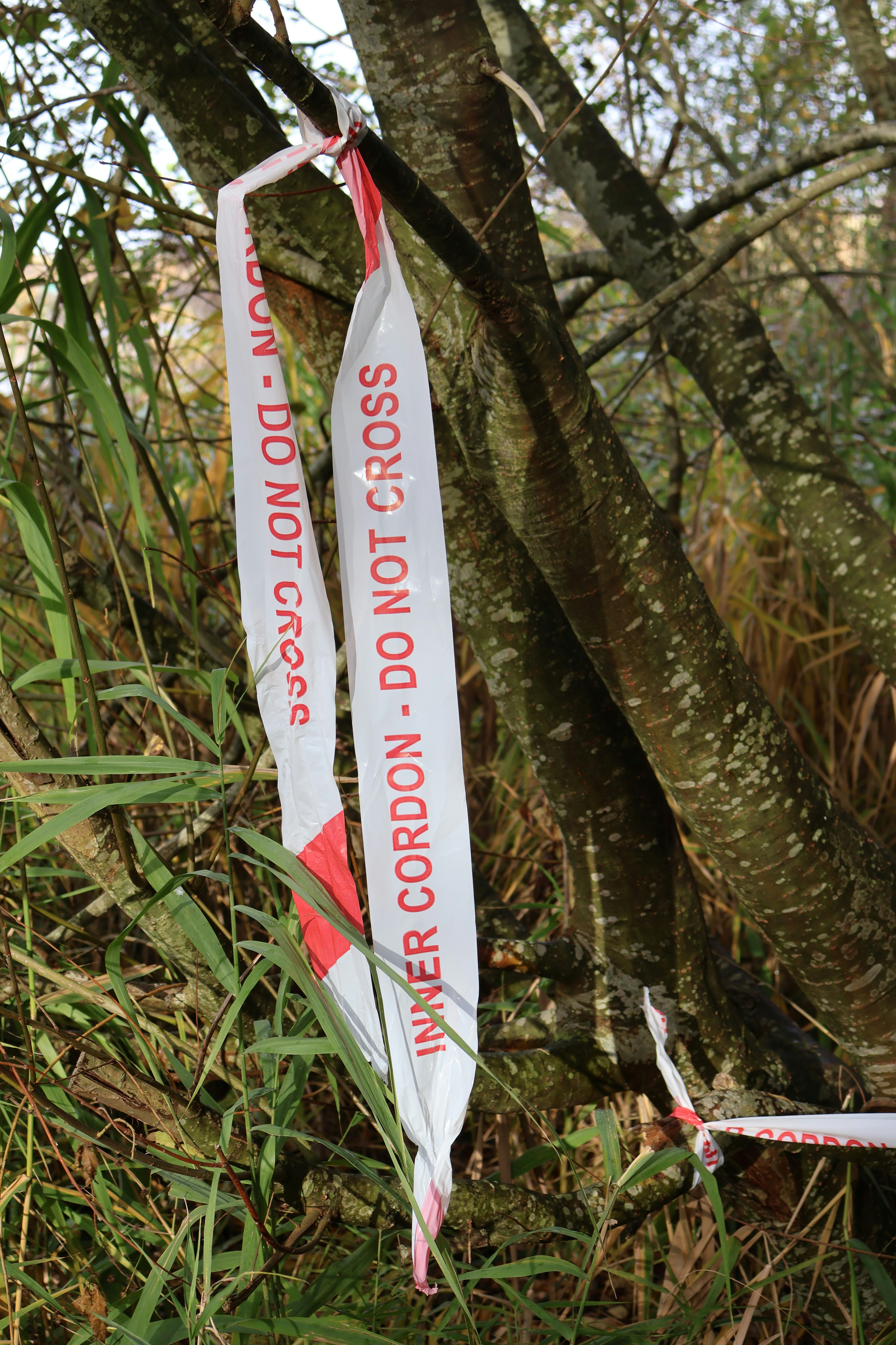 Ruban barrière sur les arbres dans une zone boisée
