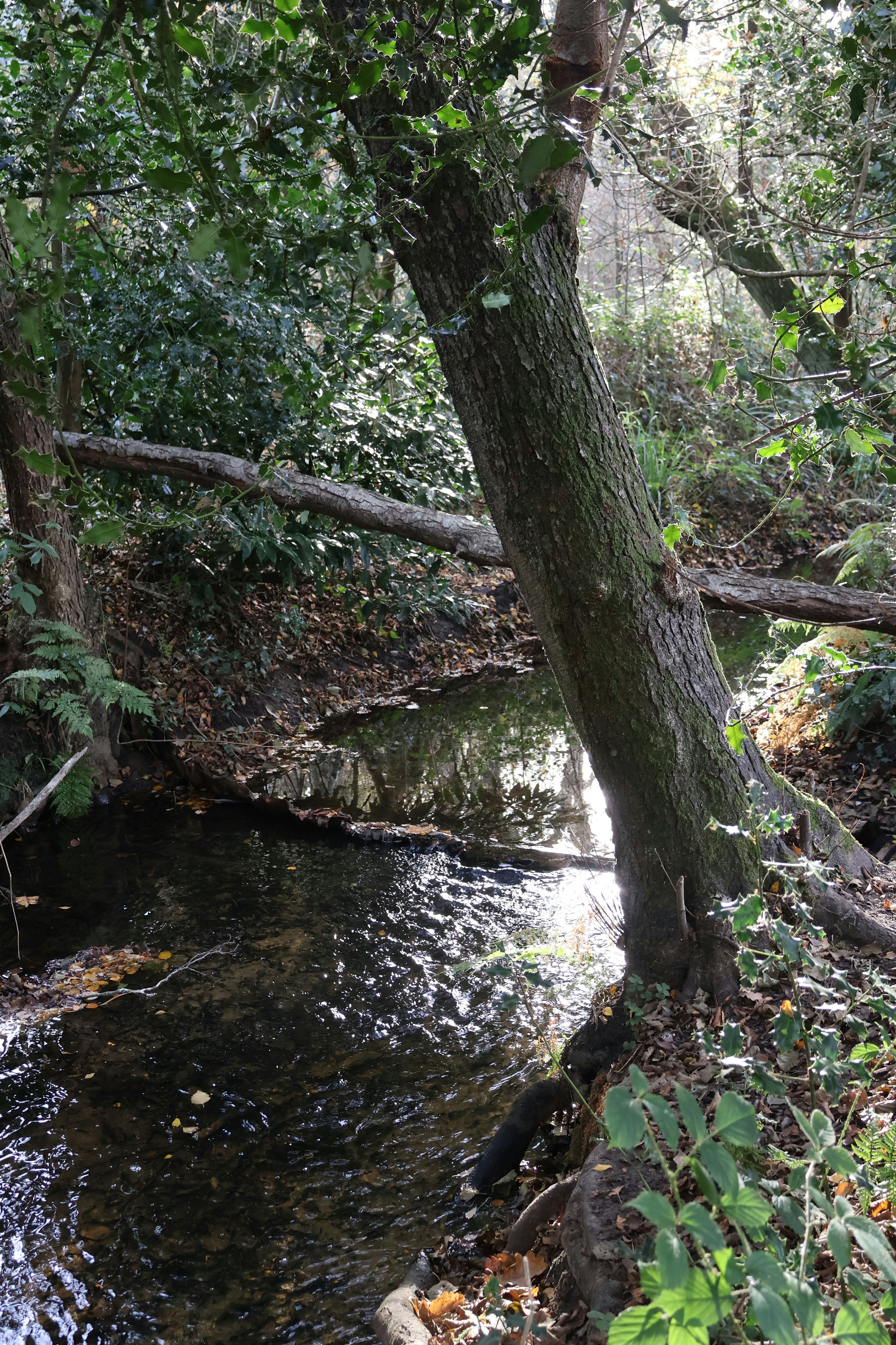 Environment Affairs Secretary