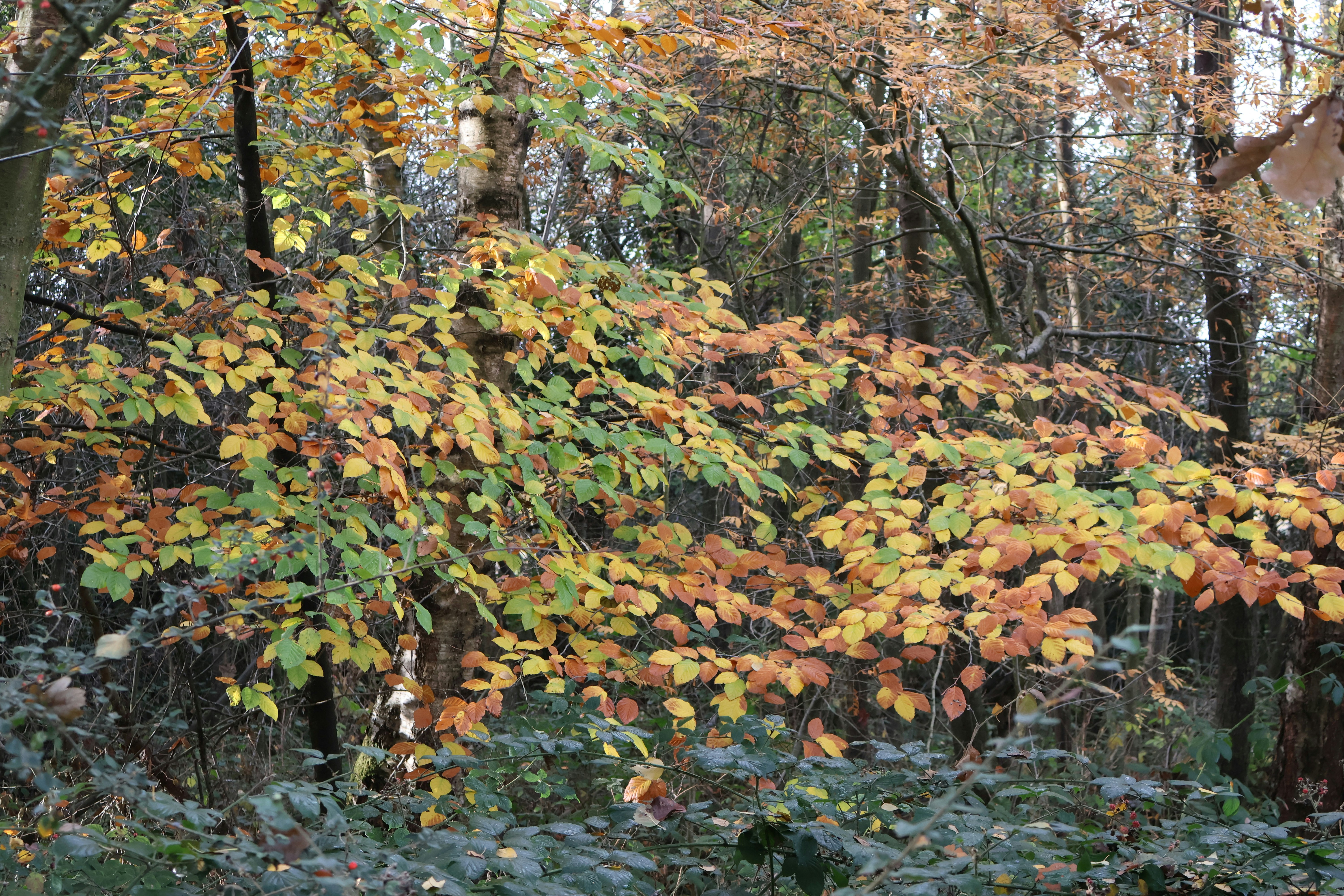 Photo by tanyabarrow