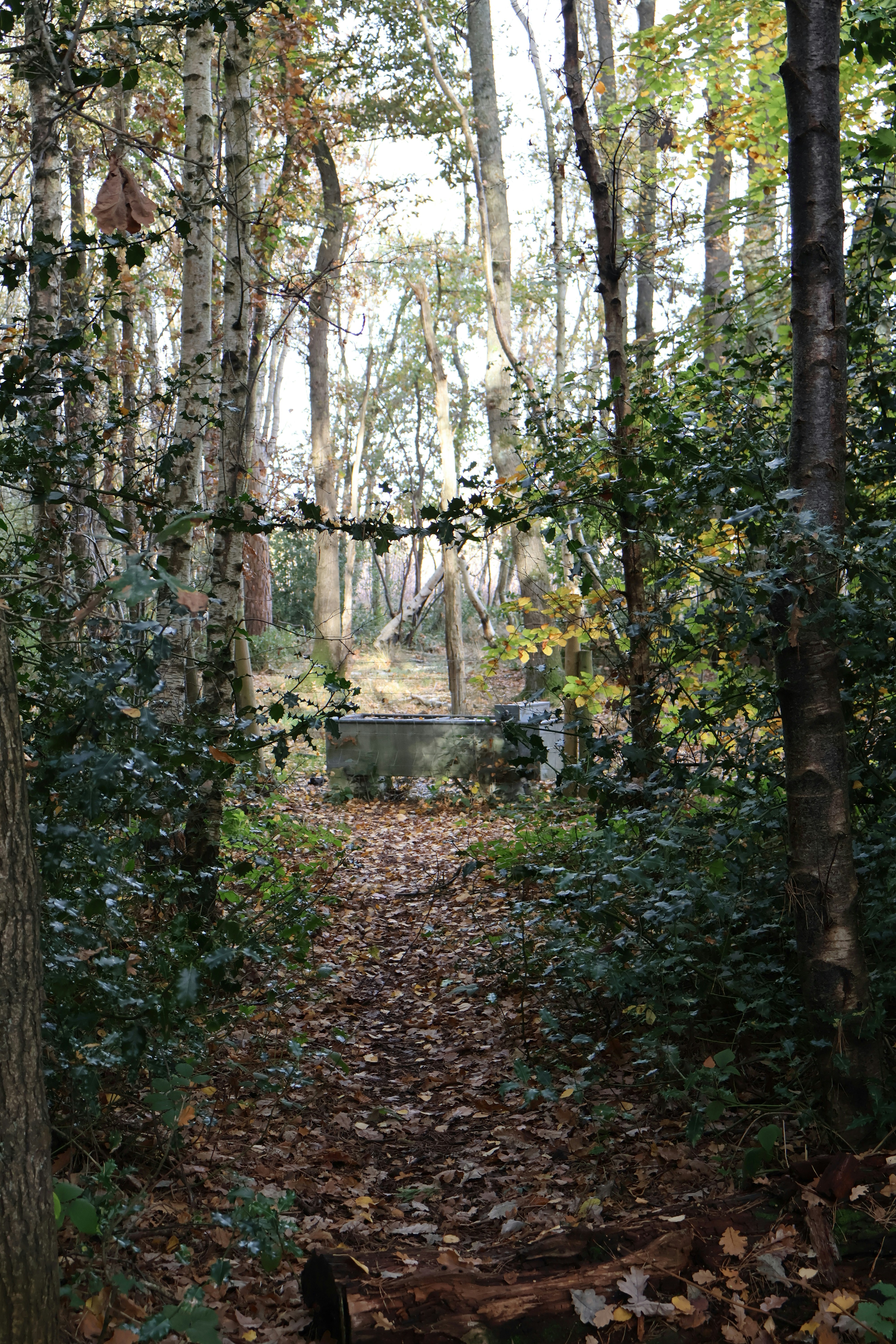 Forest path leads to an old concrete structure.