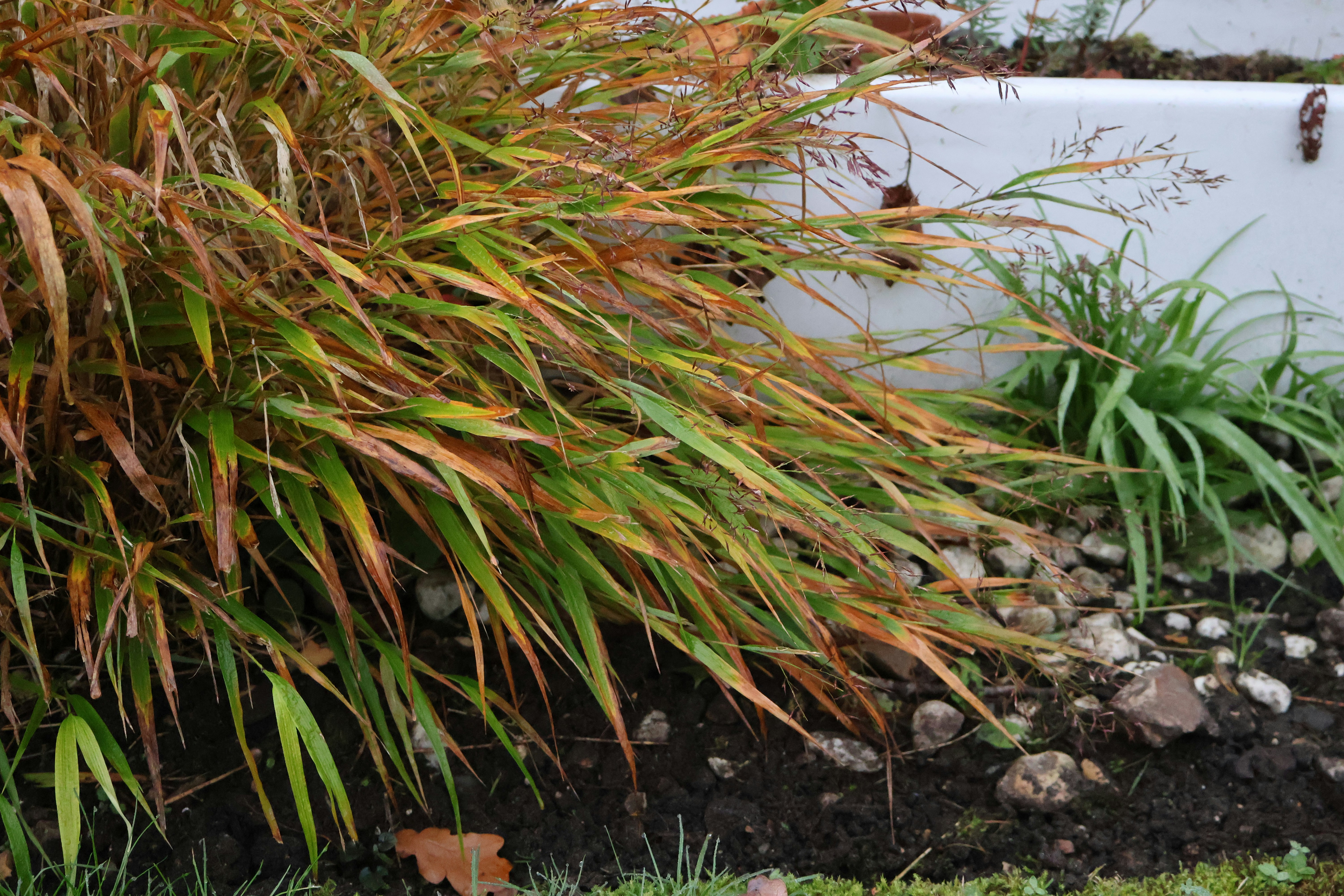 Tall ornamental grass with autumn colors