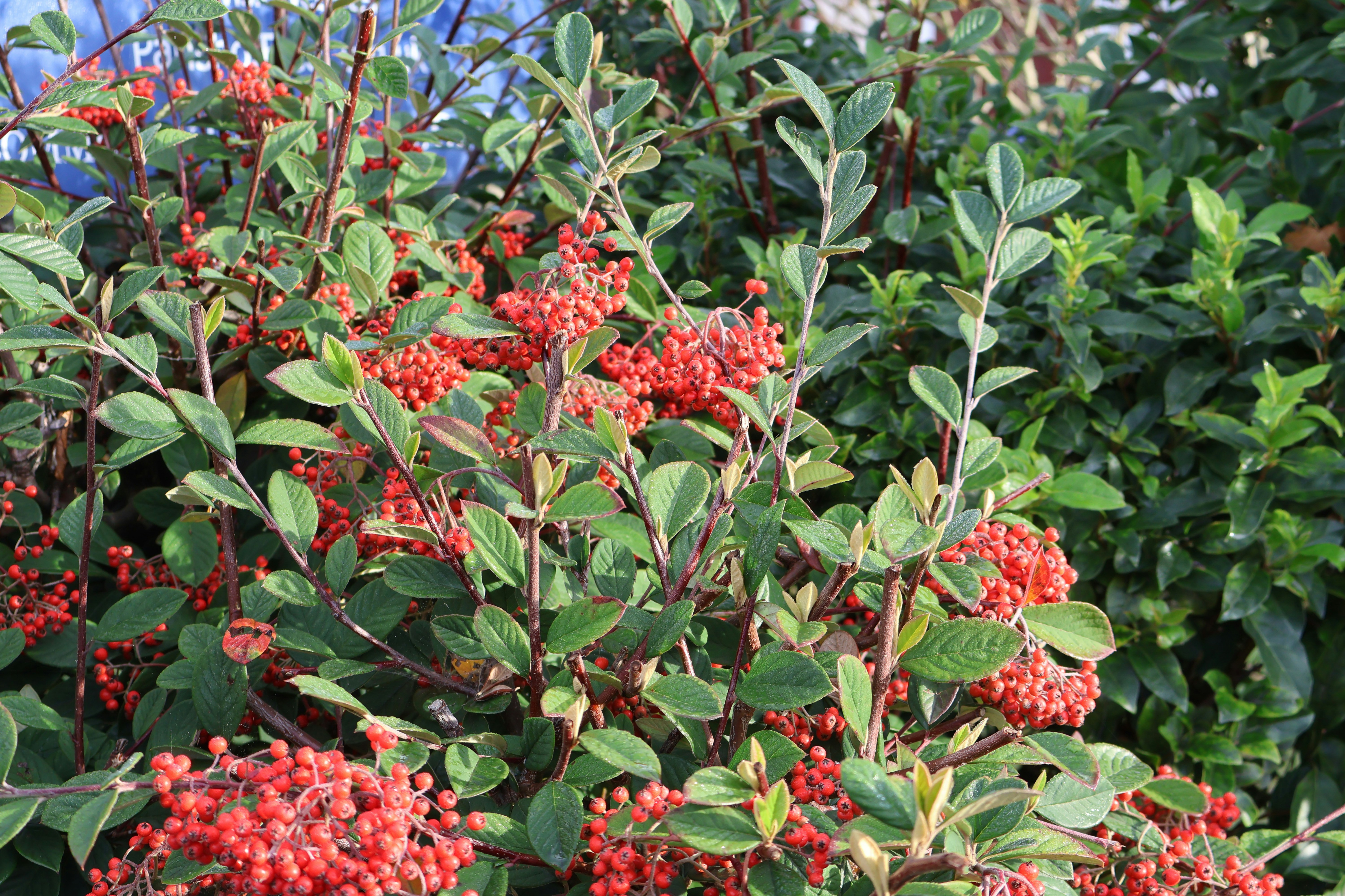 Photo by tanyabarrow