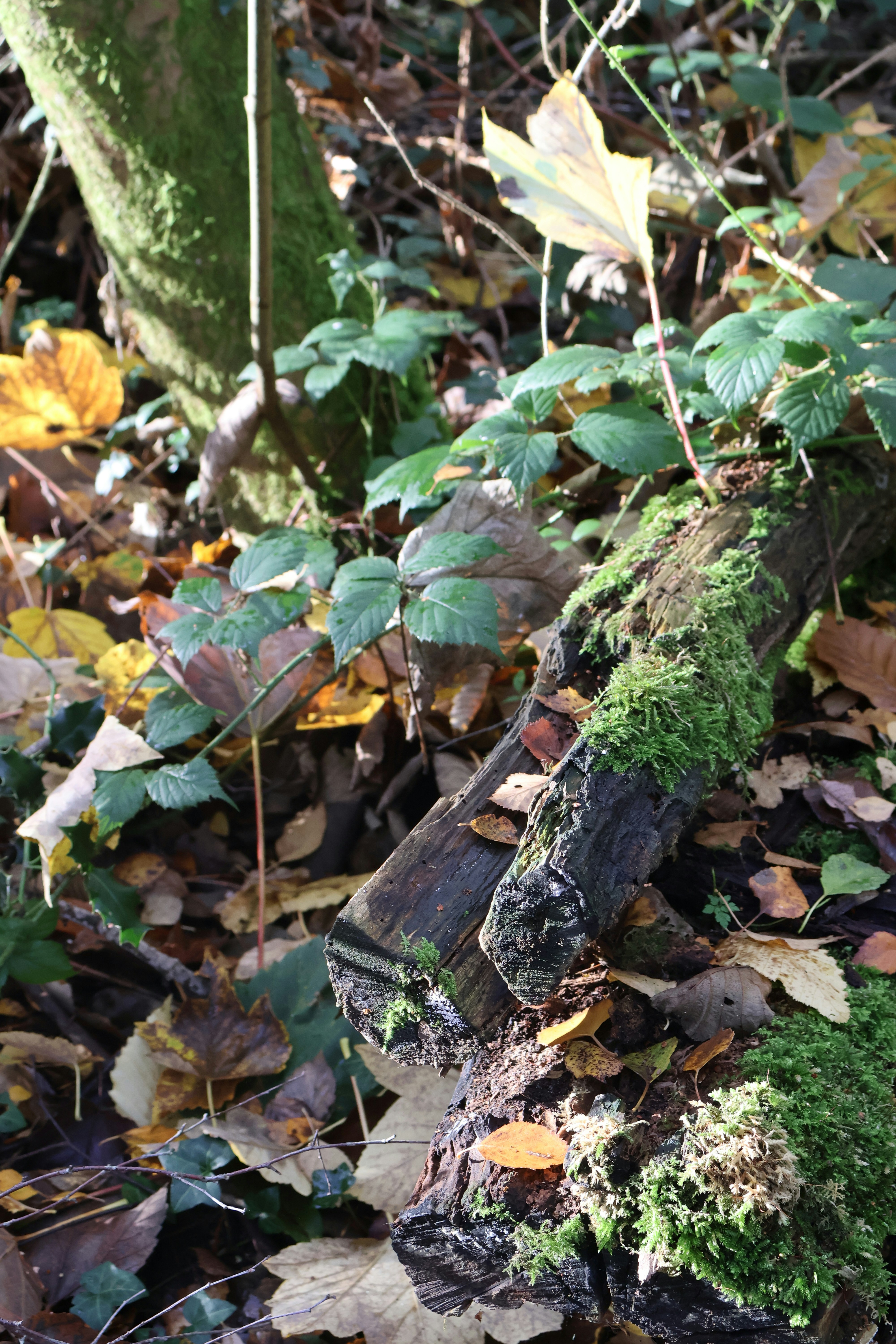 Photo by tanyabarrow