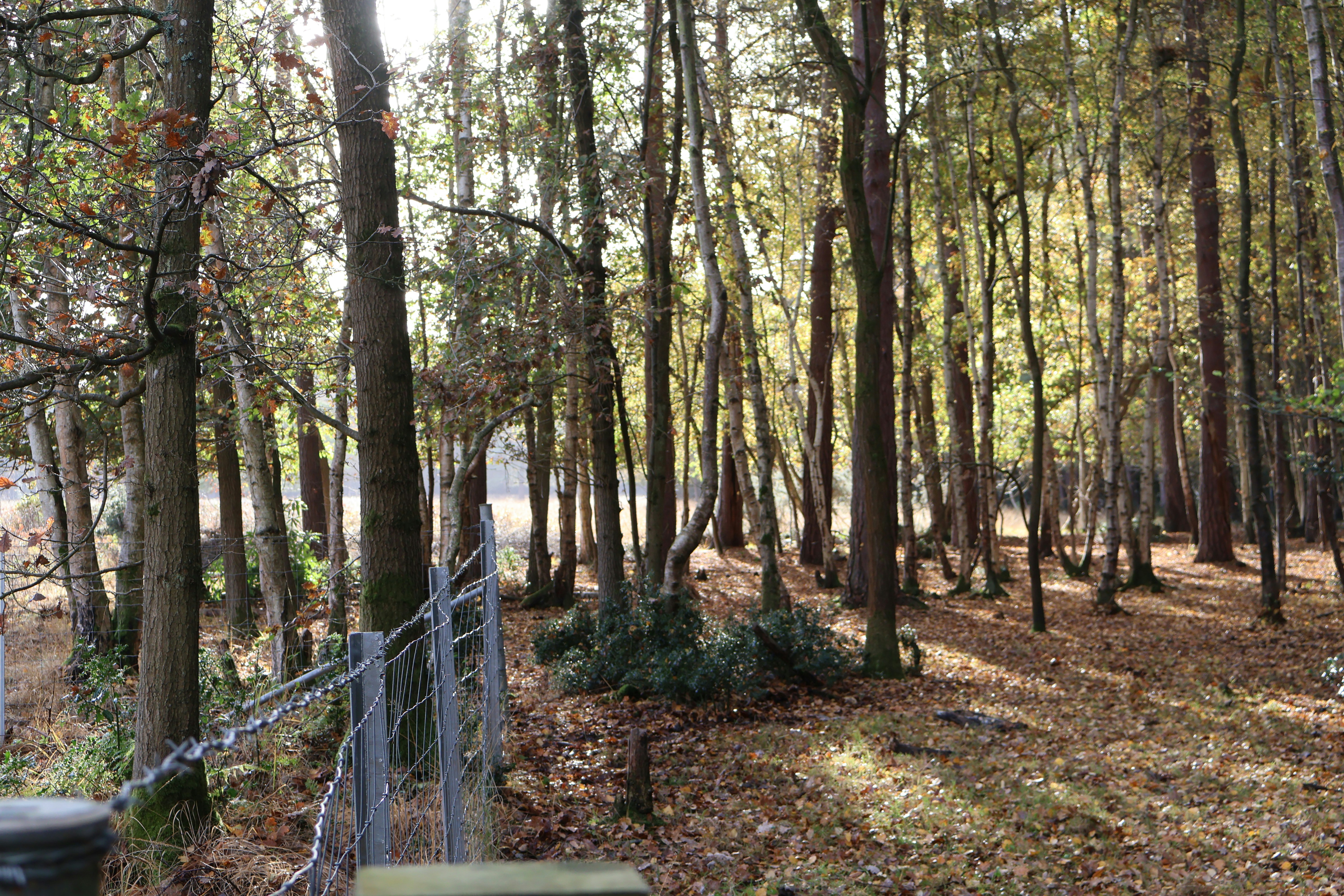 Sunlight streams through a dense forest canopy.