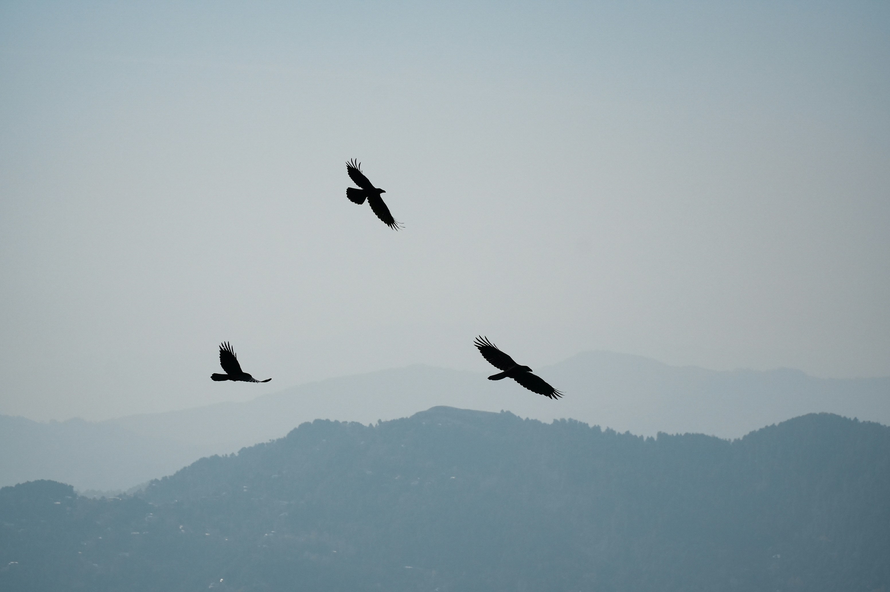 Three birds flying over misty mountains