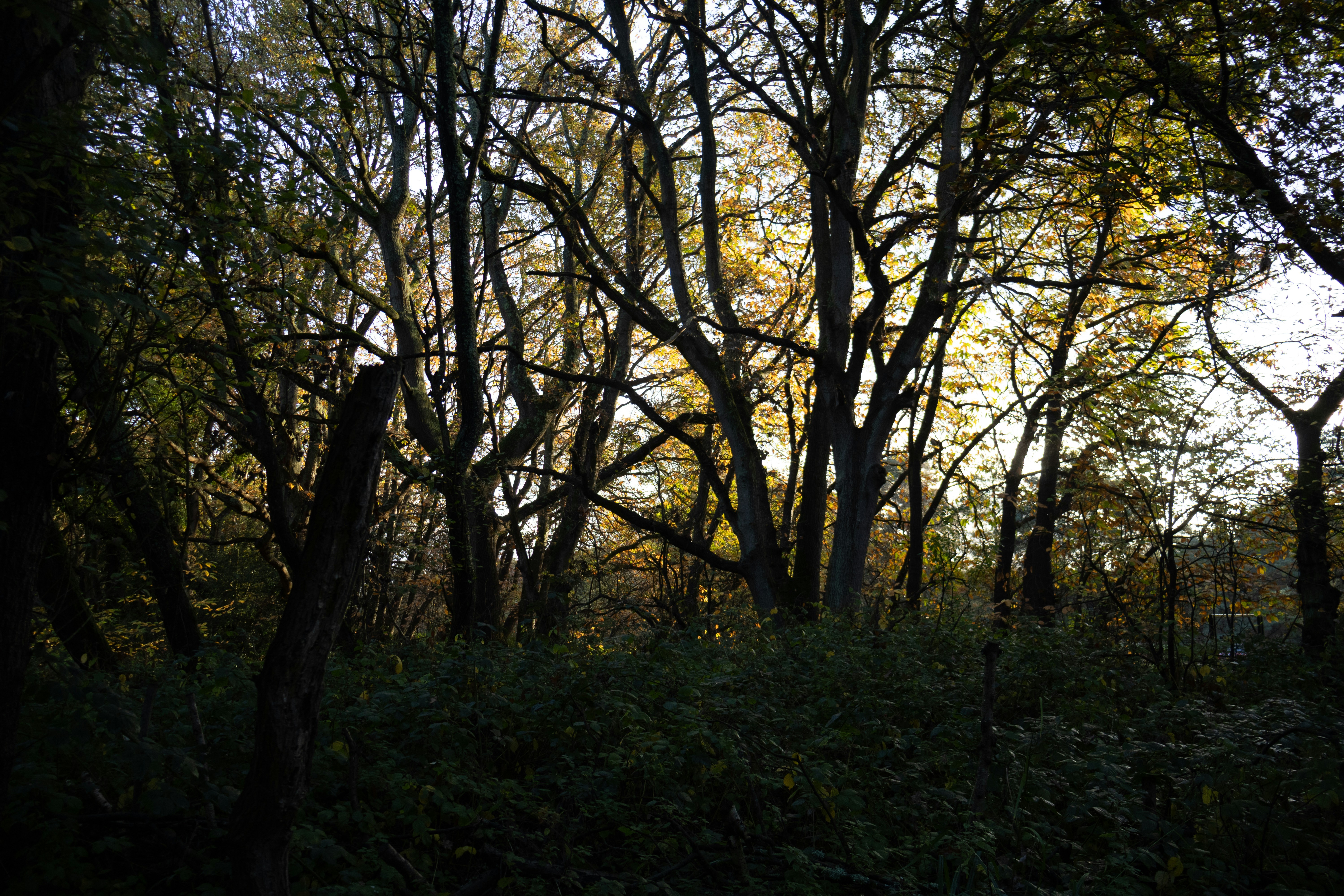 Sunlight filters through bare autumn trees in a forest