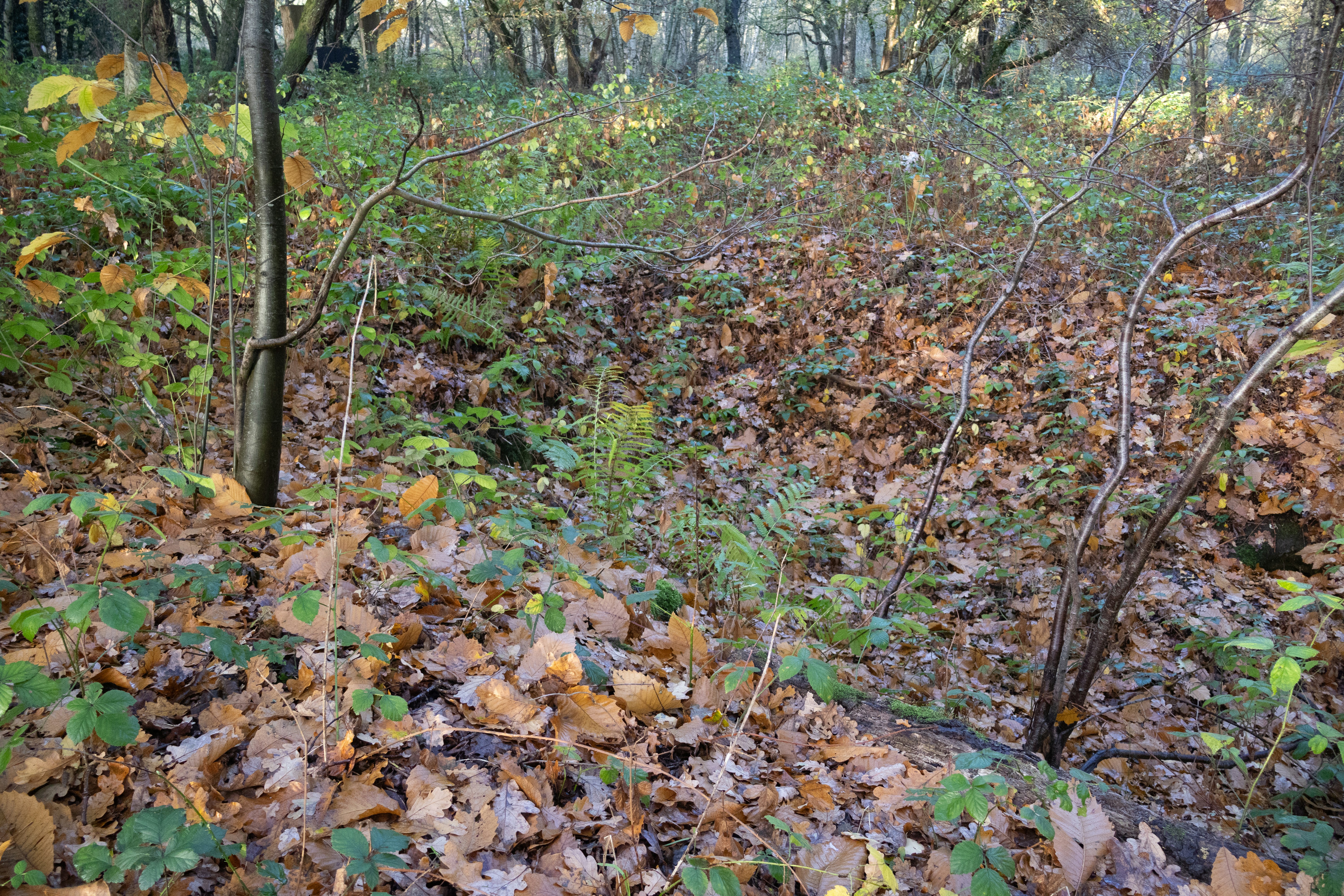 Autumn forest floor covered in fallen leaves.