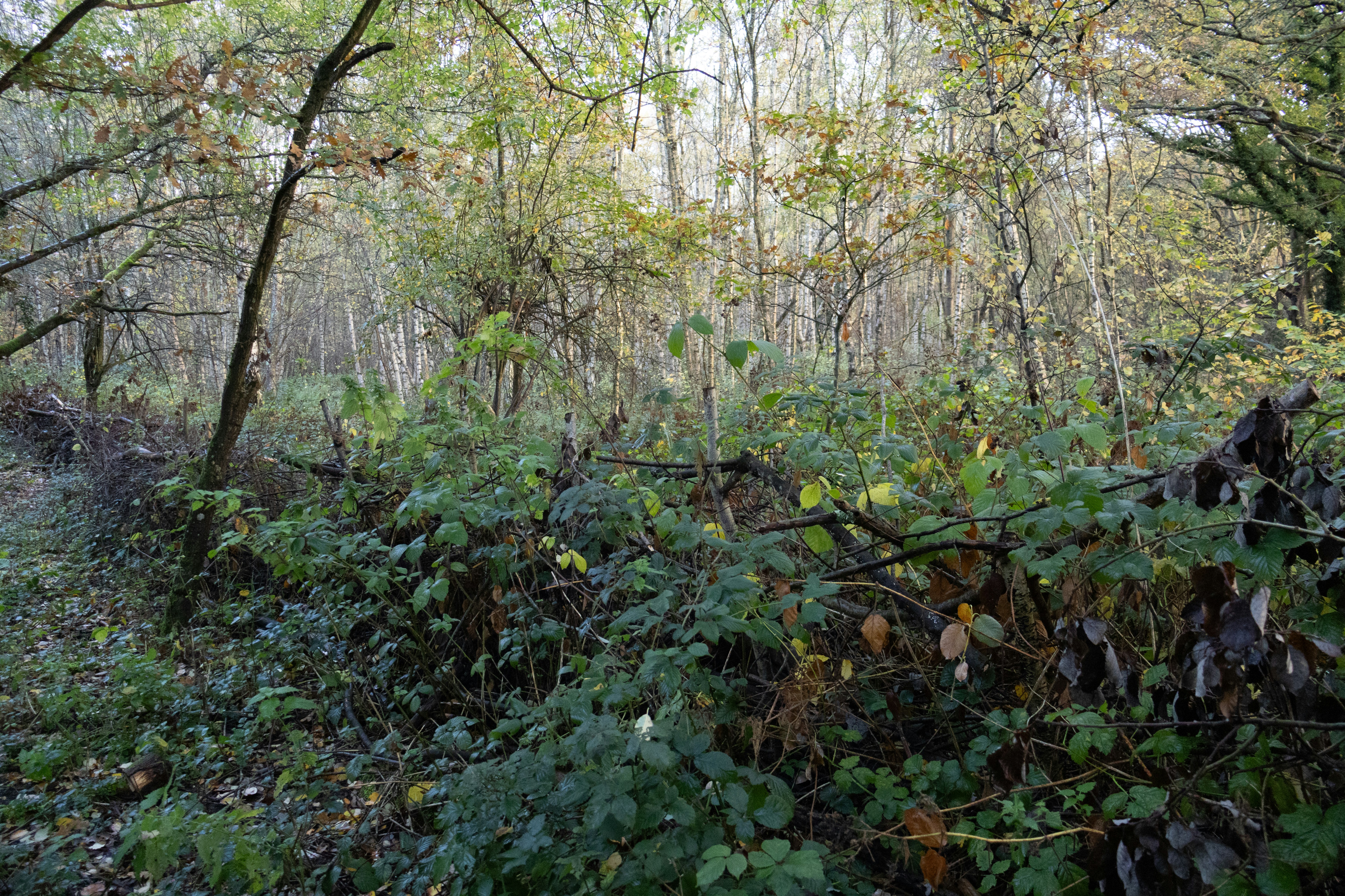 Overgrown forest with dense green foliage and trees
