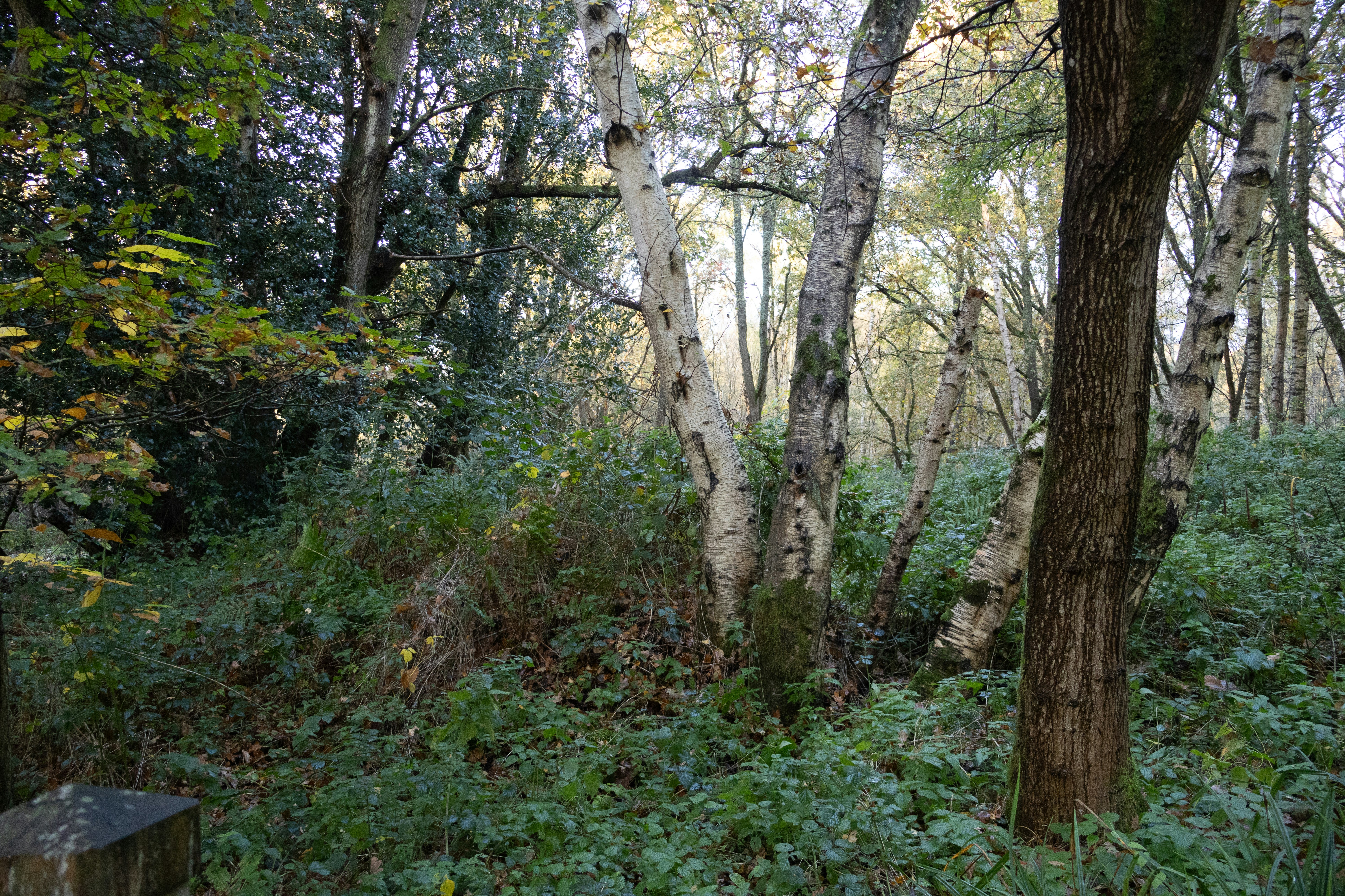 Photo by tanyabarrow