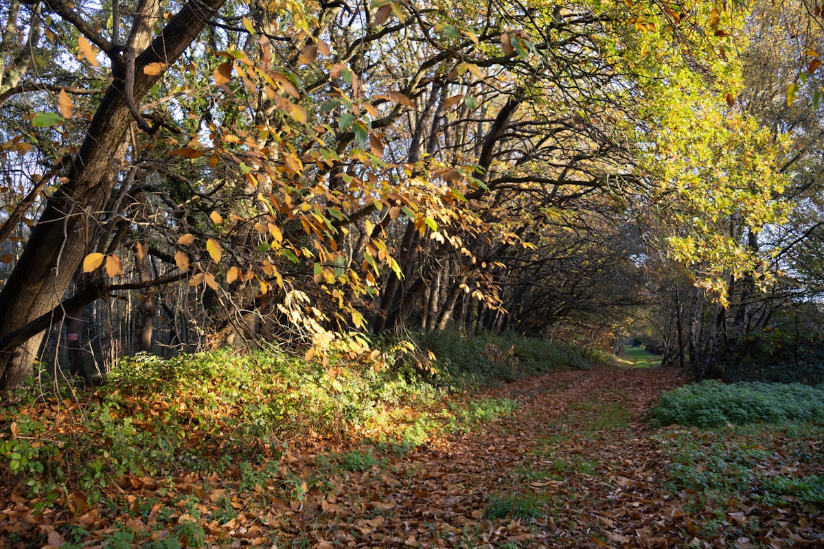 An autumn path through a sunlit forest with golden fallen leaves, evoking the October journey ahead