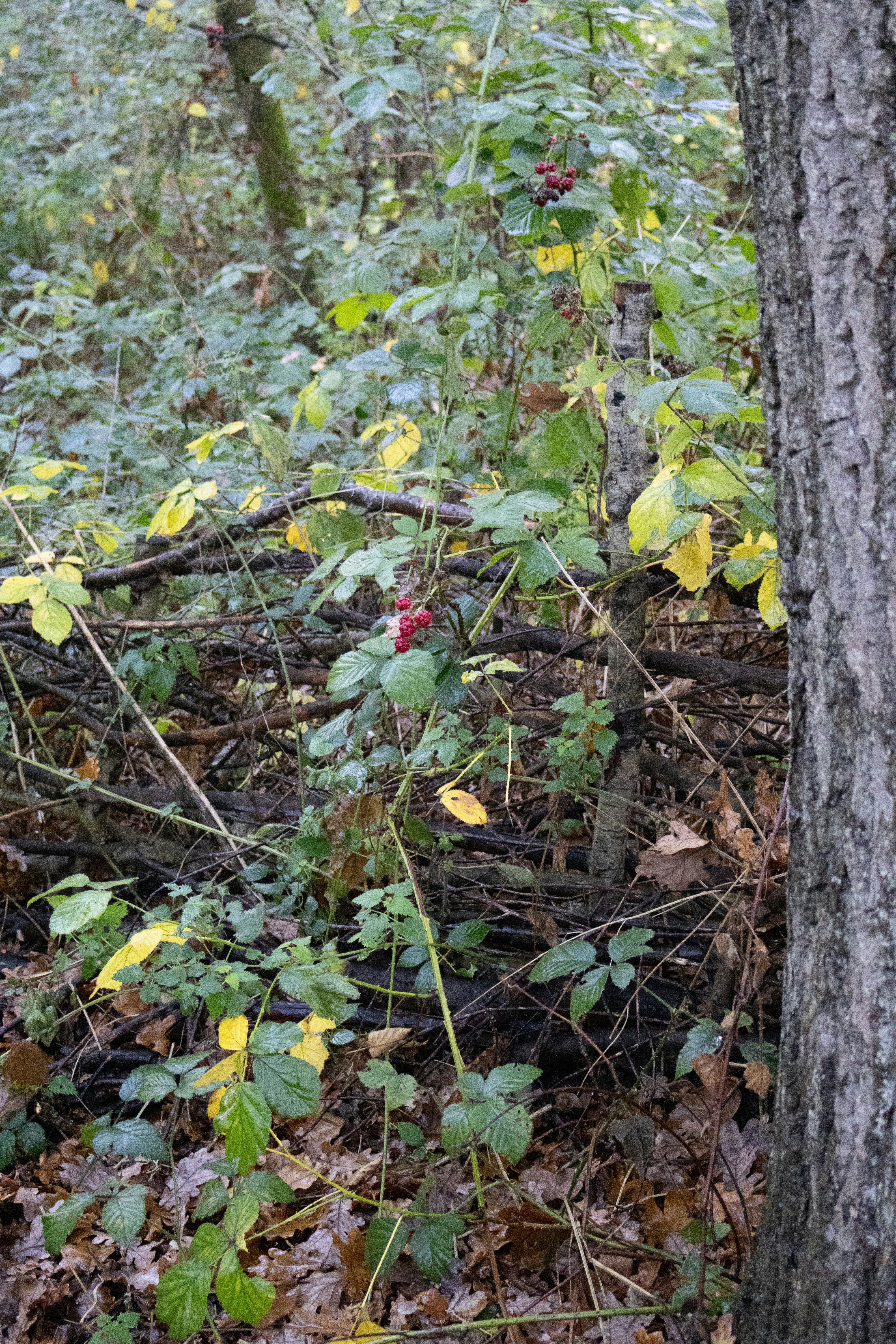 Photo by tanyabarrow