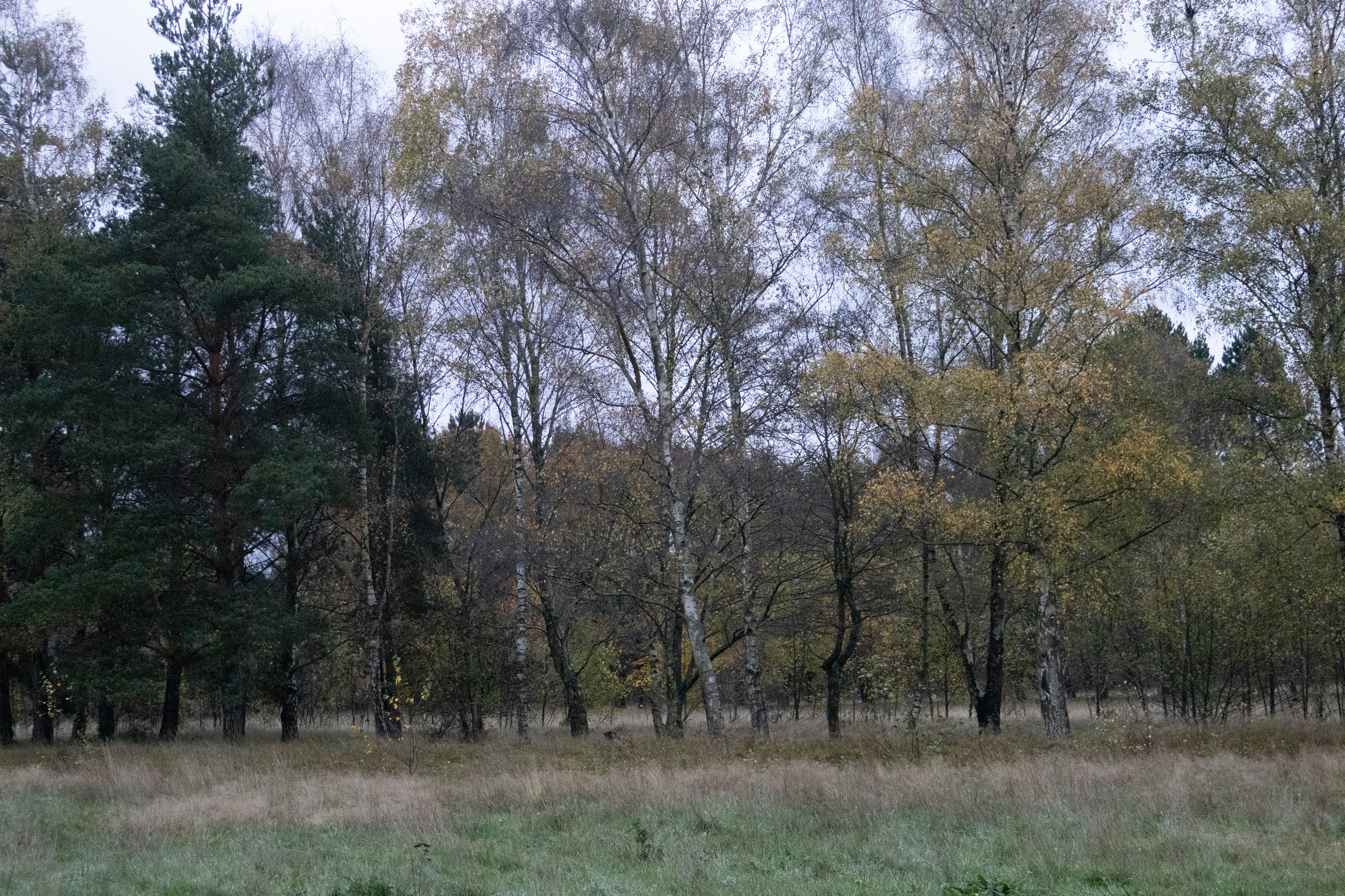 Autumn trees in a forest clearing