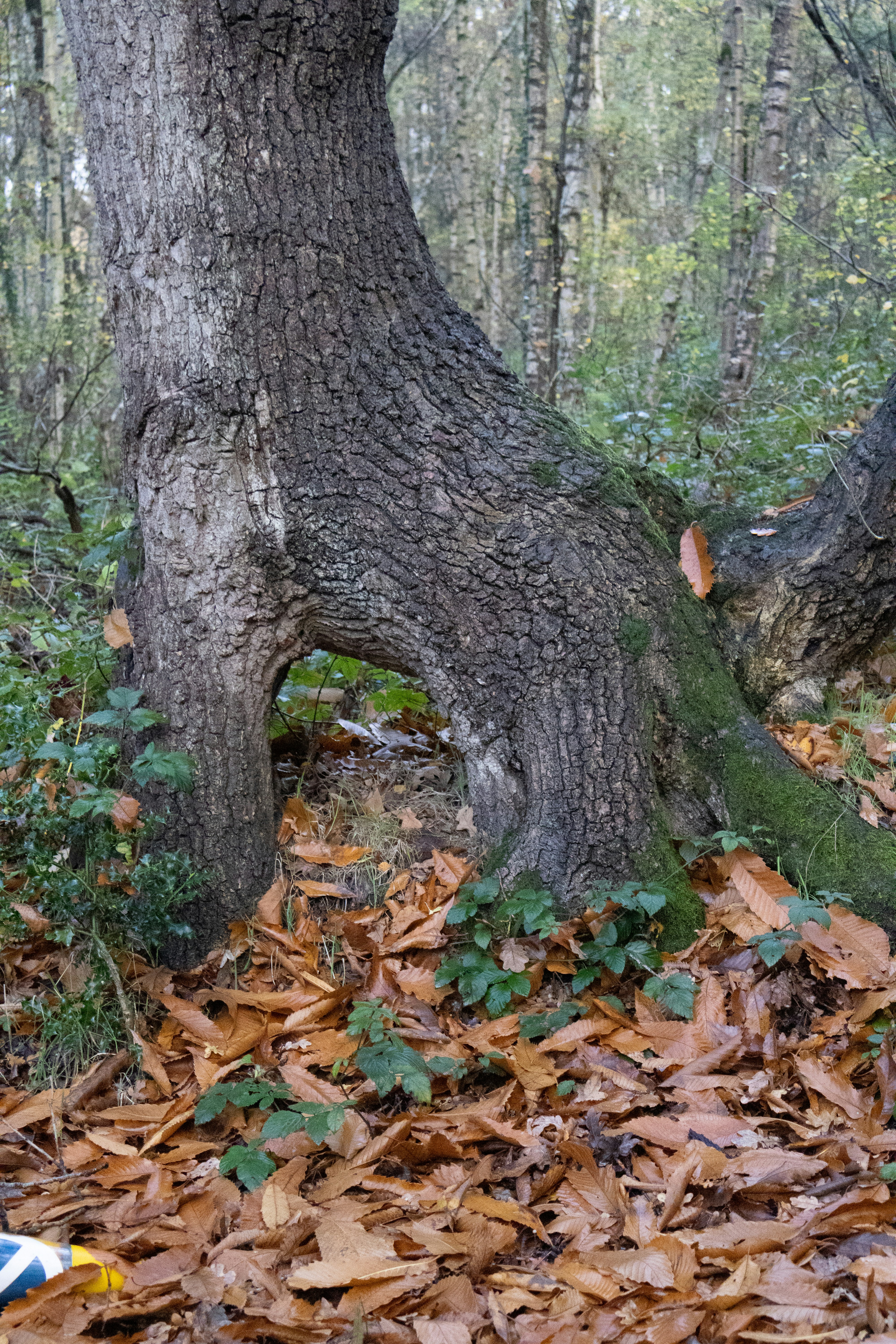 Photo by tanyabarrow