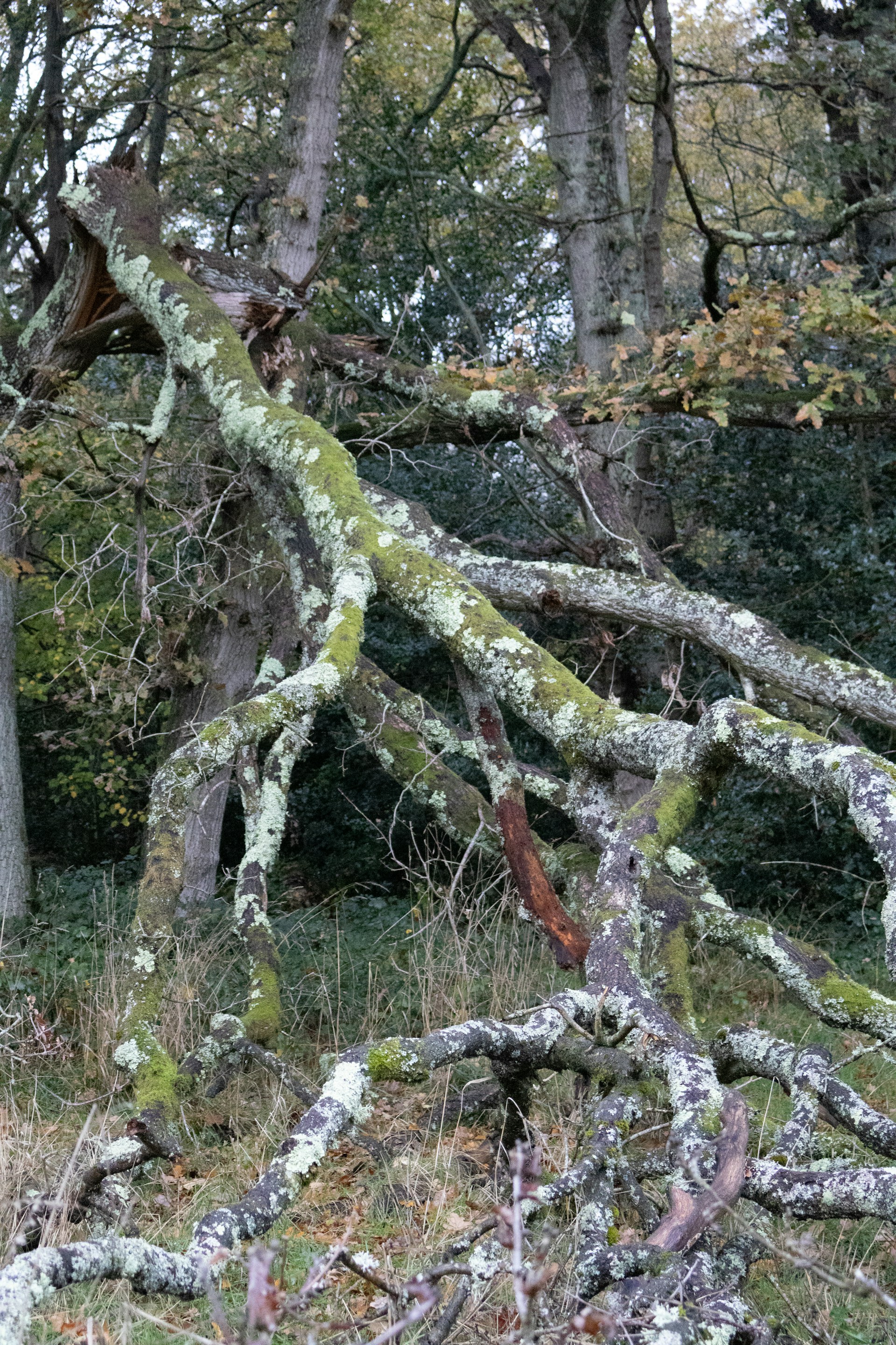 Fallen tree with mossy branches in a forest