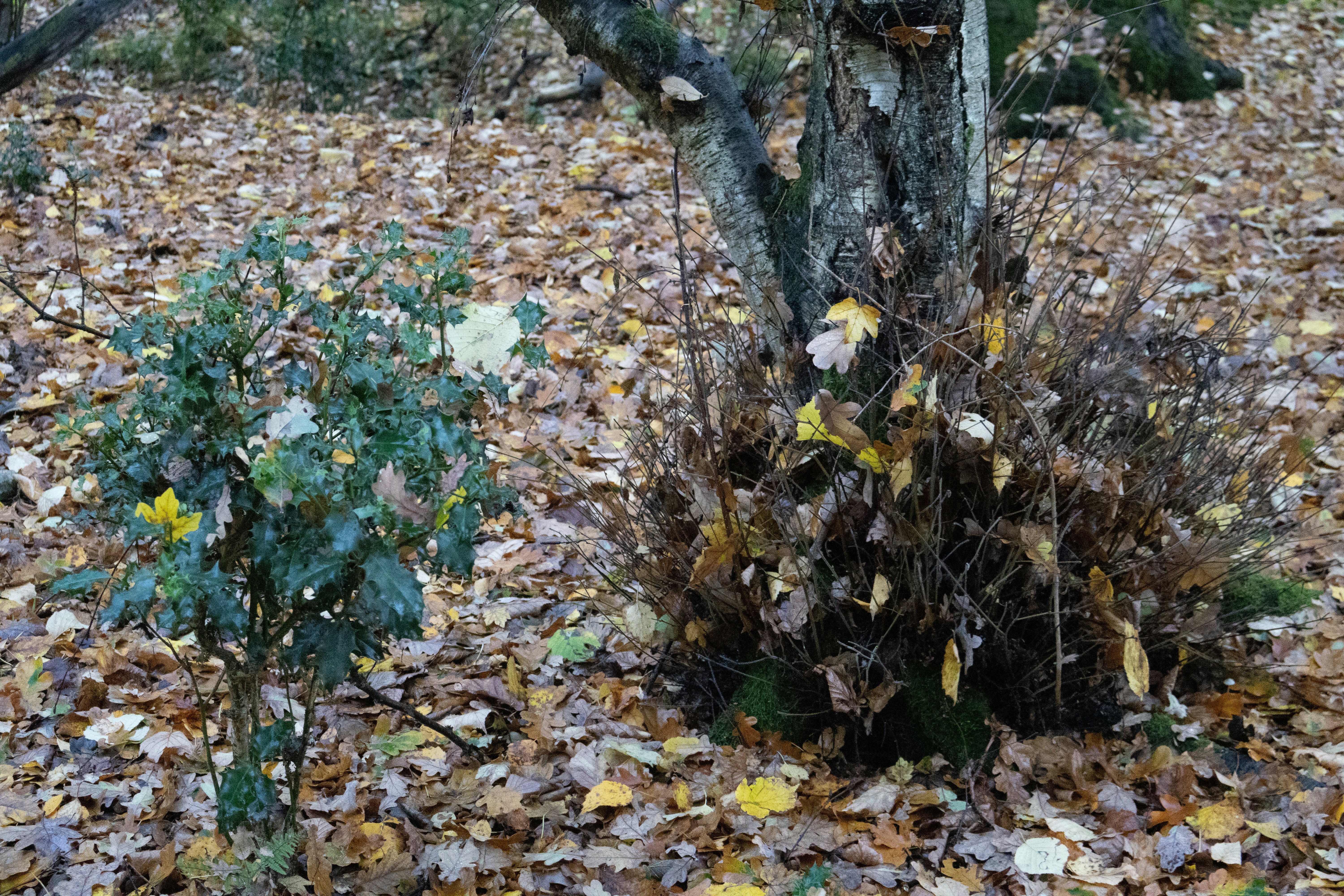 Photo by tanyabarrow