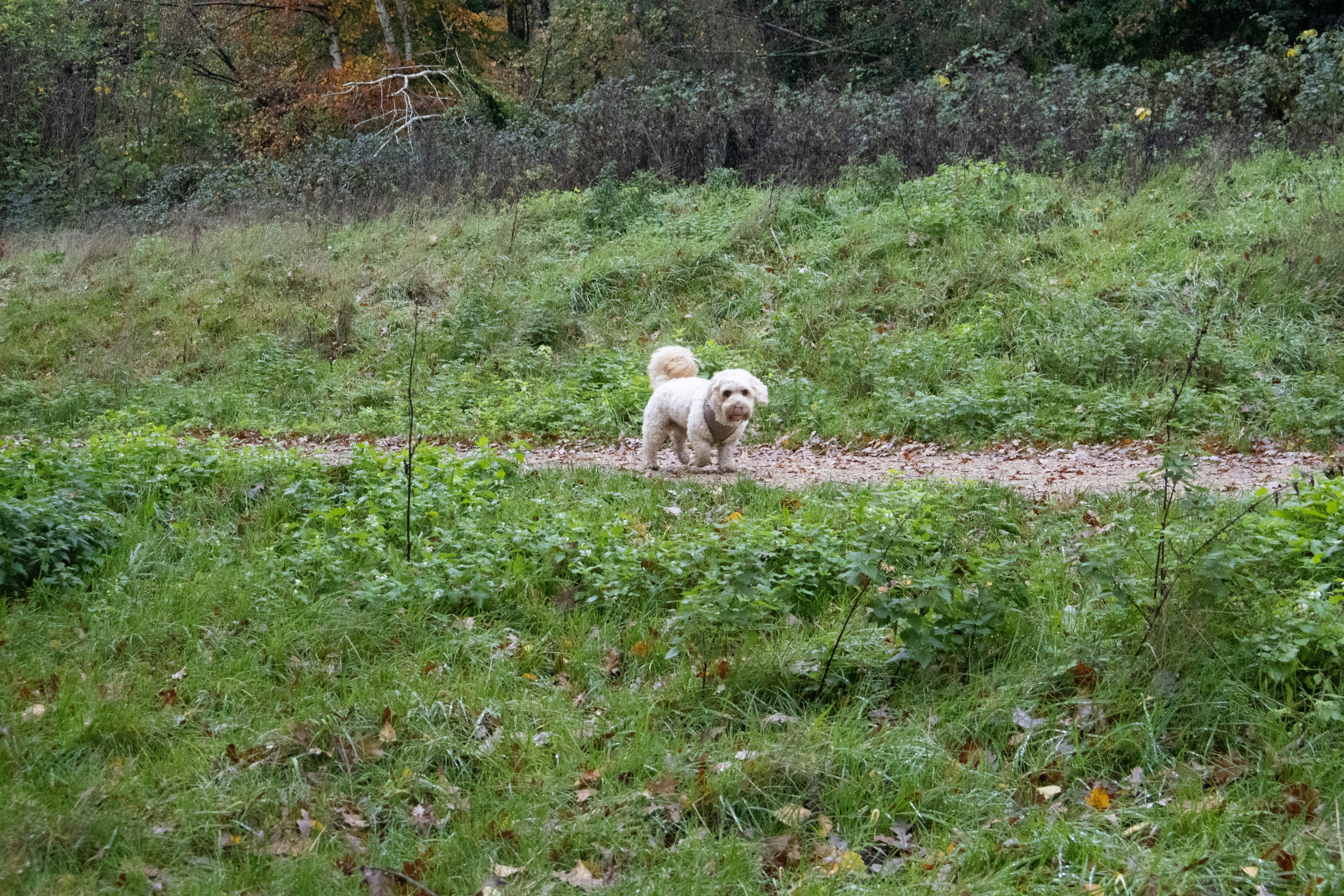Un petit chien blanc se tient sur un chemin de terre.