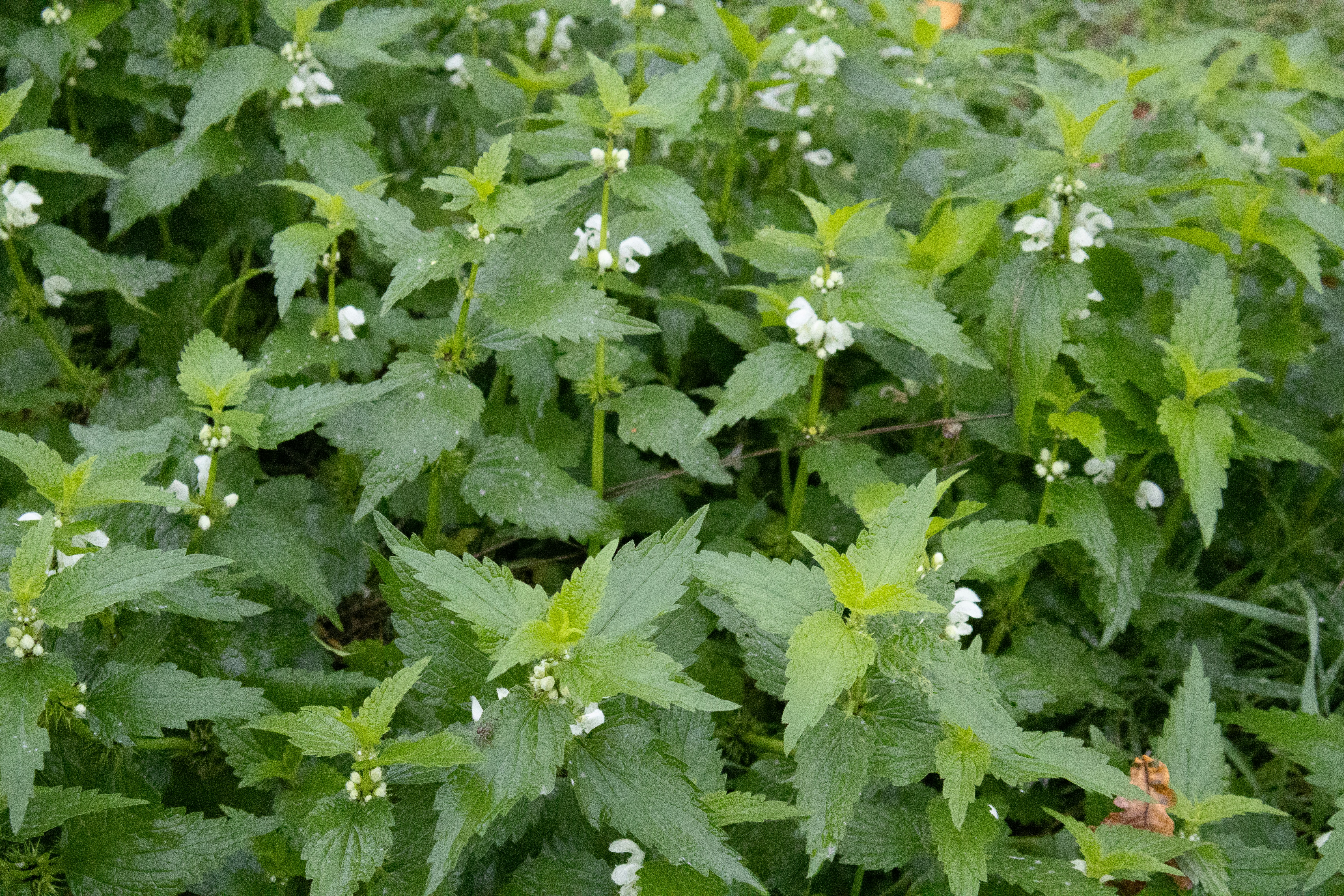 Photo by tanyabarrow