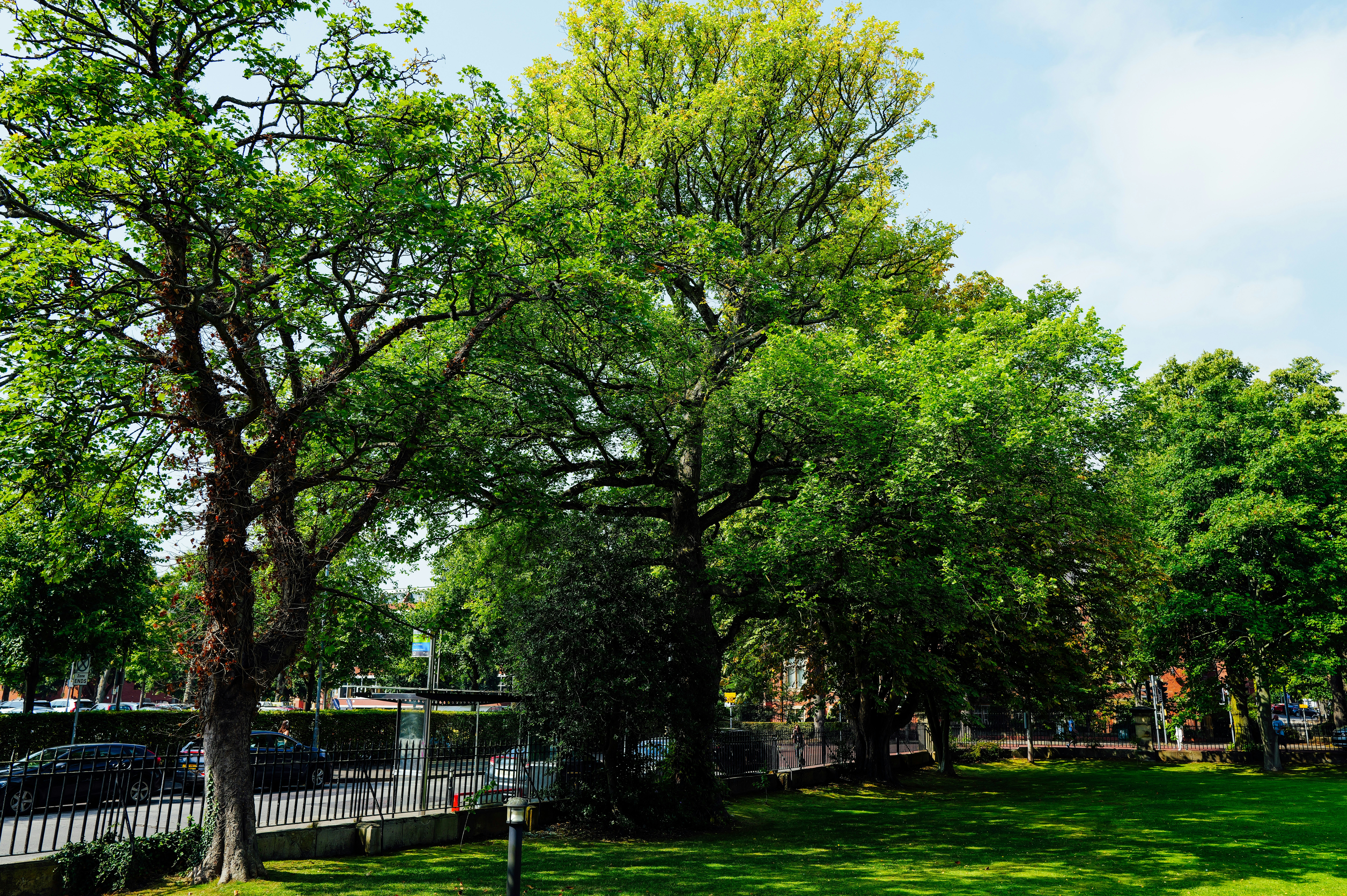 Lush green trees in a park on a sunny day