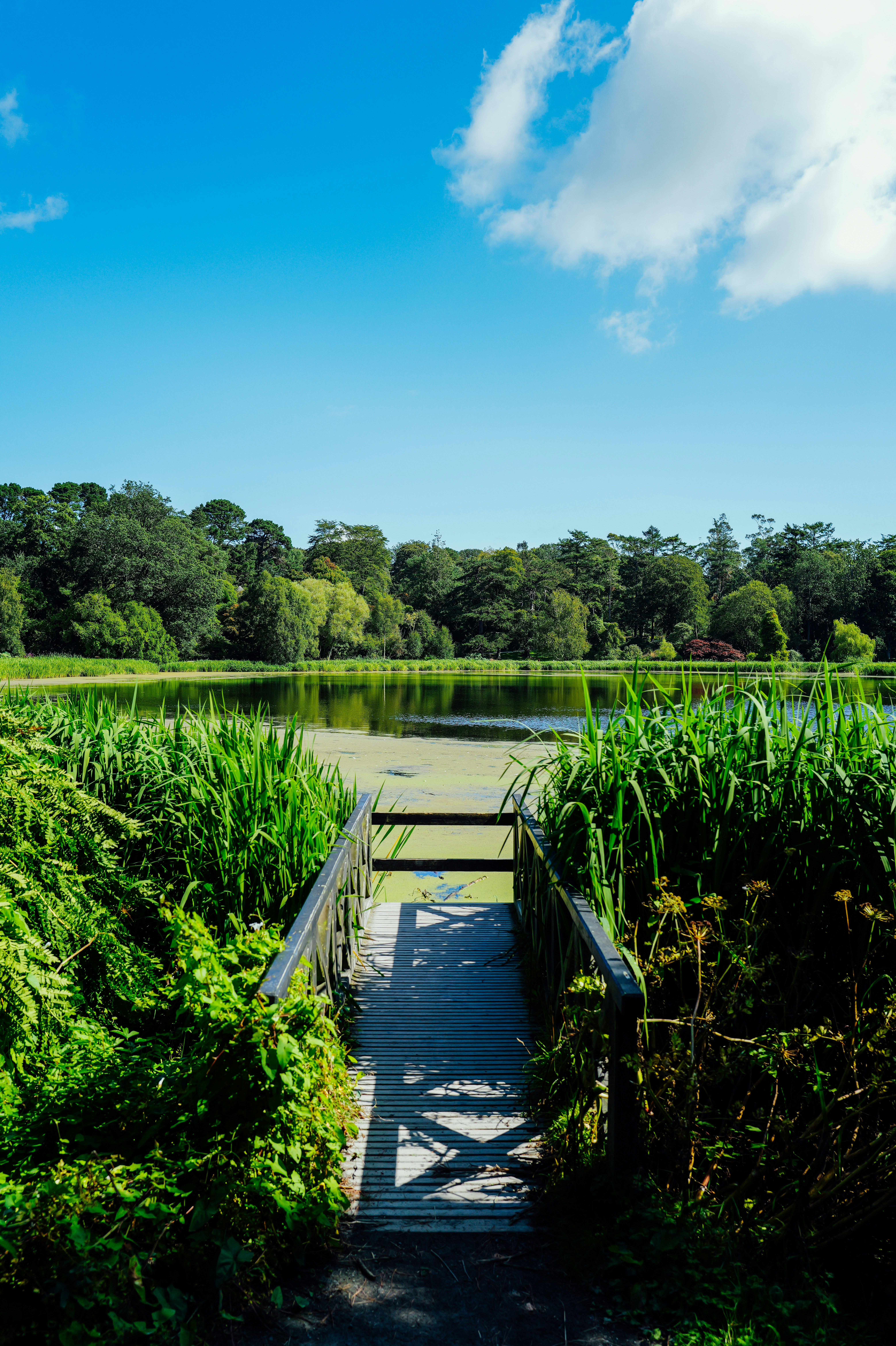 Pasarela de madera que conduce a un tranquilo lago rodeado de vegetación.