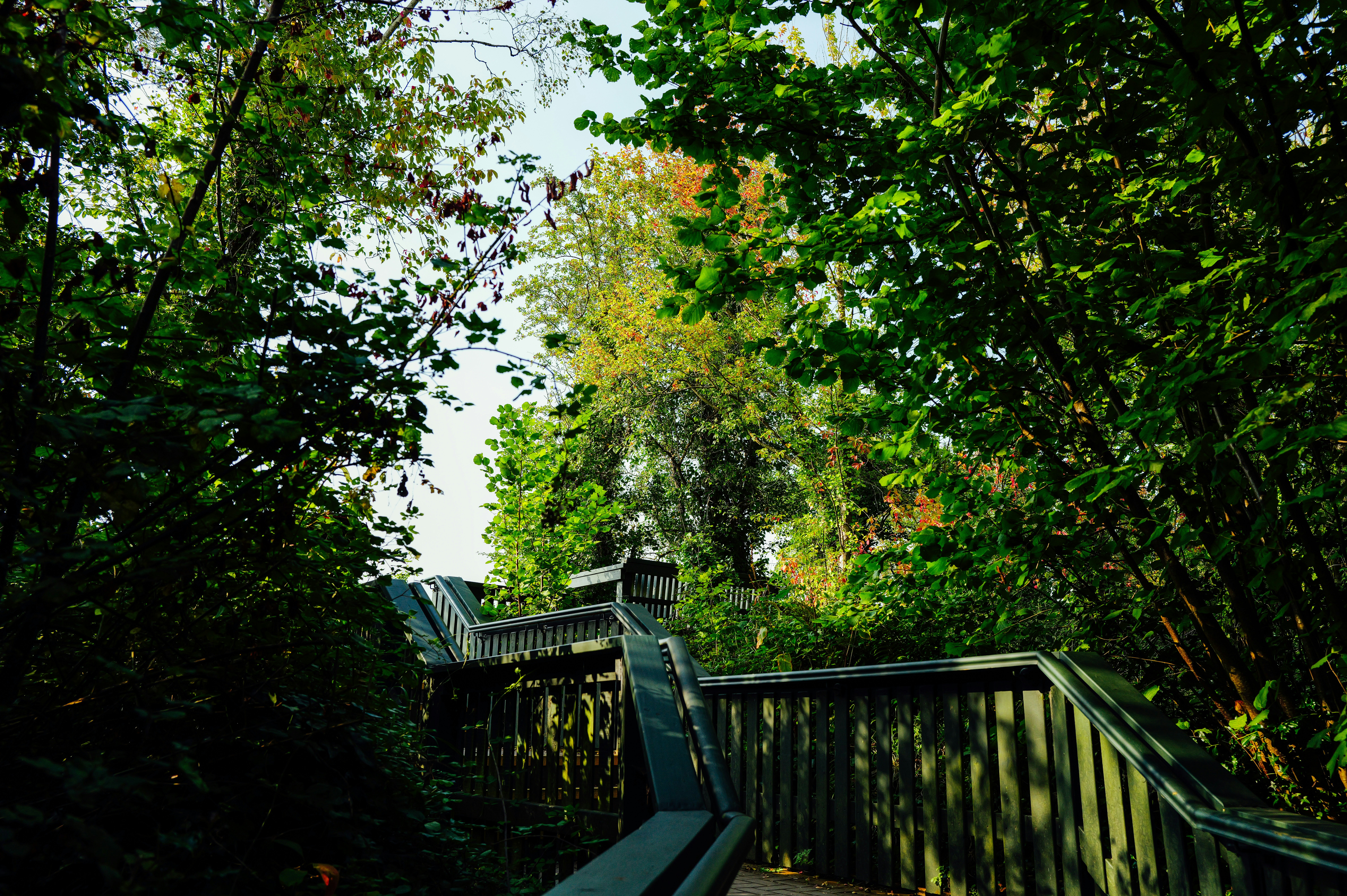 Pasarela de madera a través de un frondoso bosque verde.