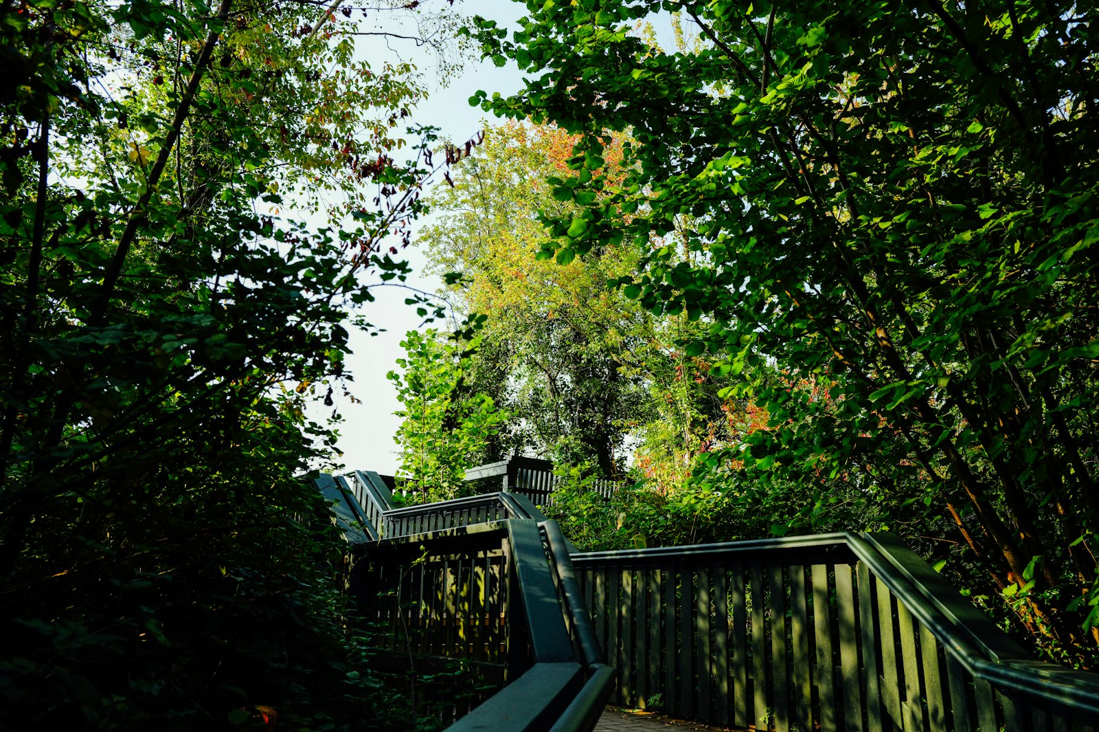 Wooden walkway through a lush green forest