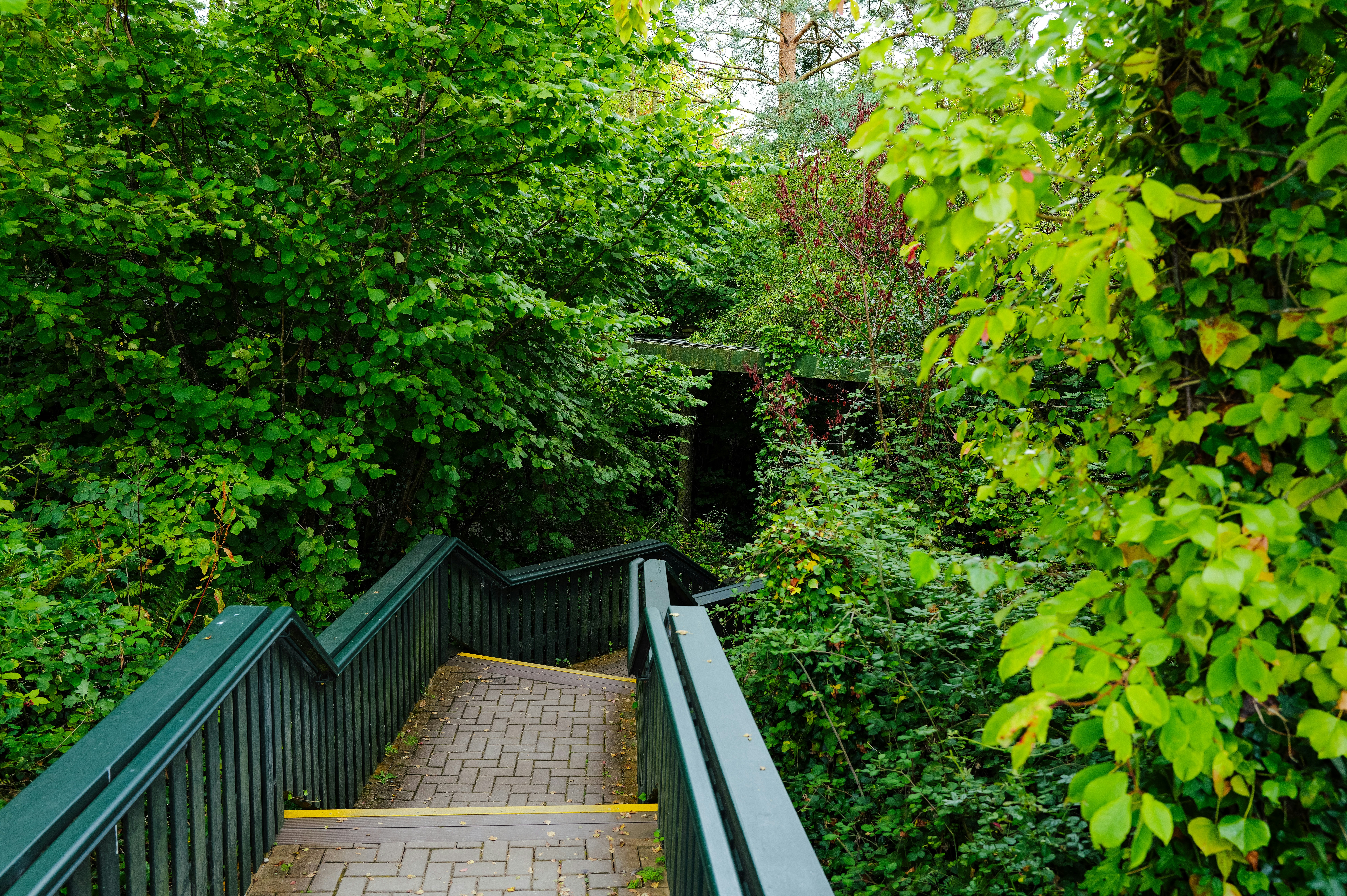 Escaleras de madera que descienden a un exuberante bosque verde.