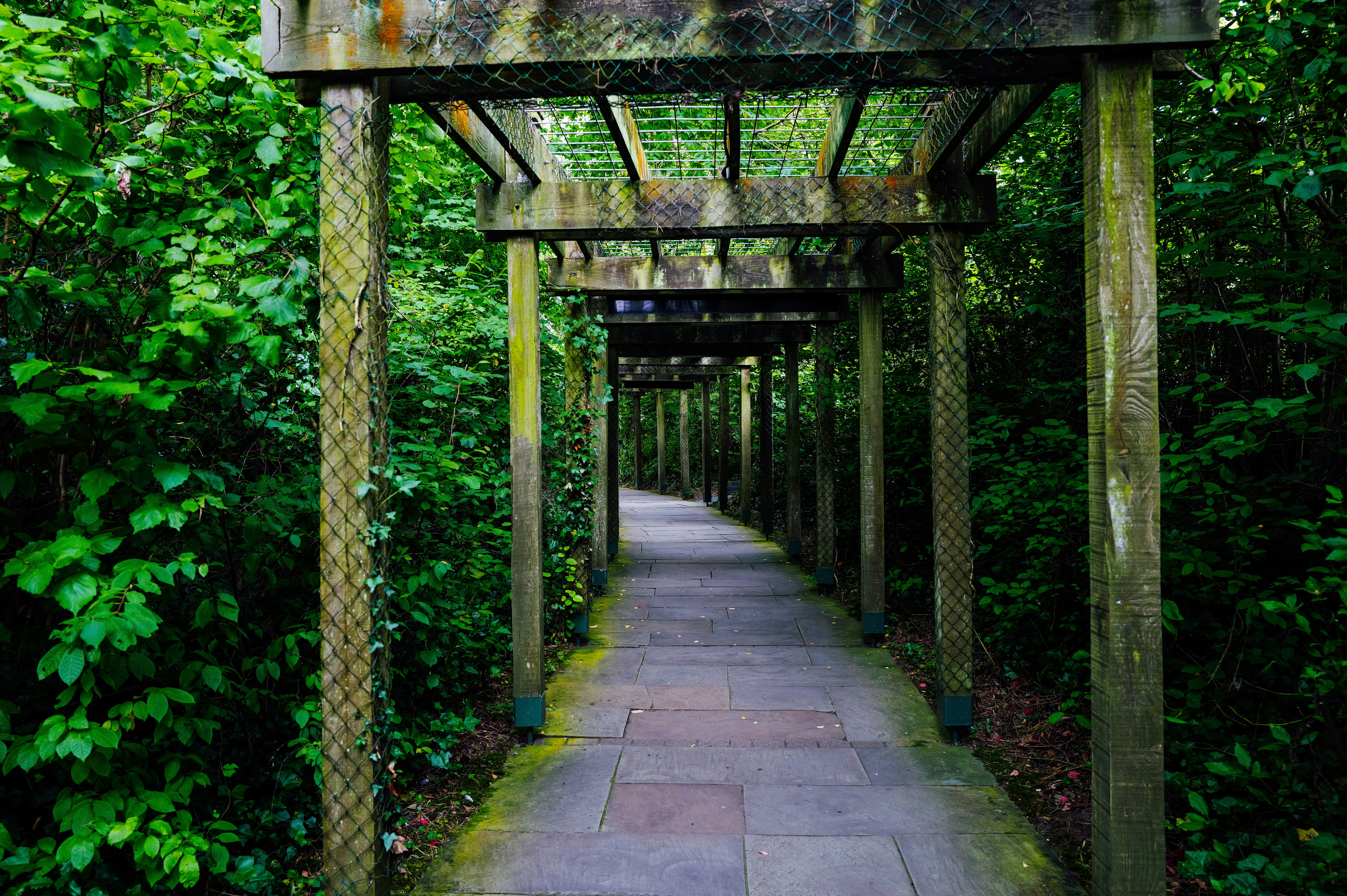 Pasarela de pérgola de madera a través de un exuberante follaje verde