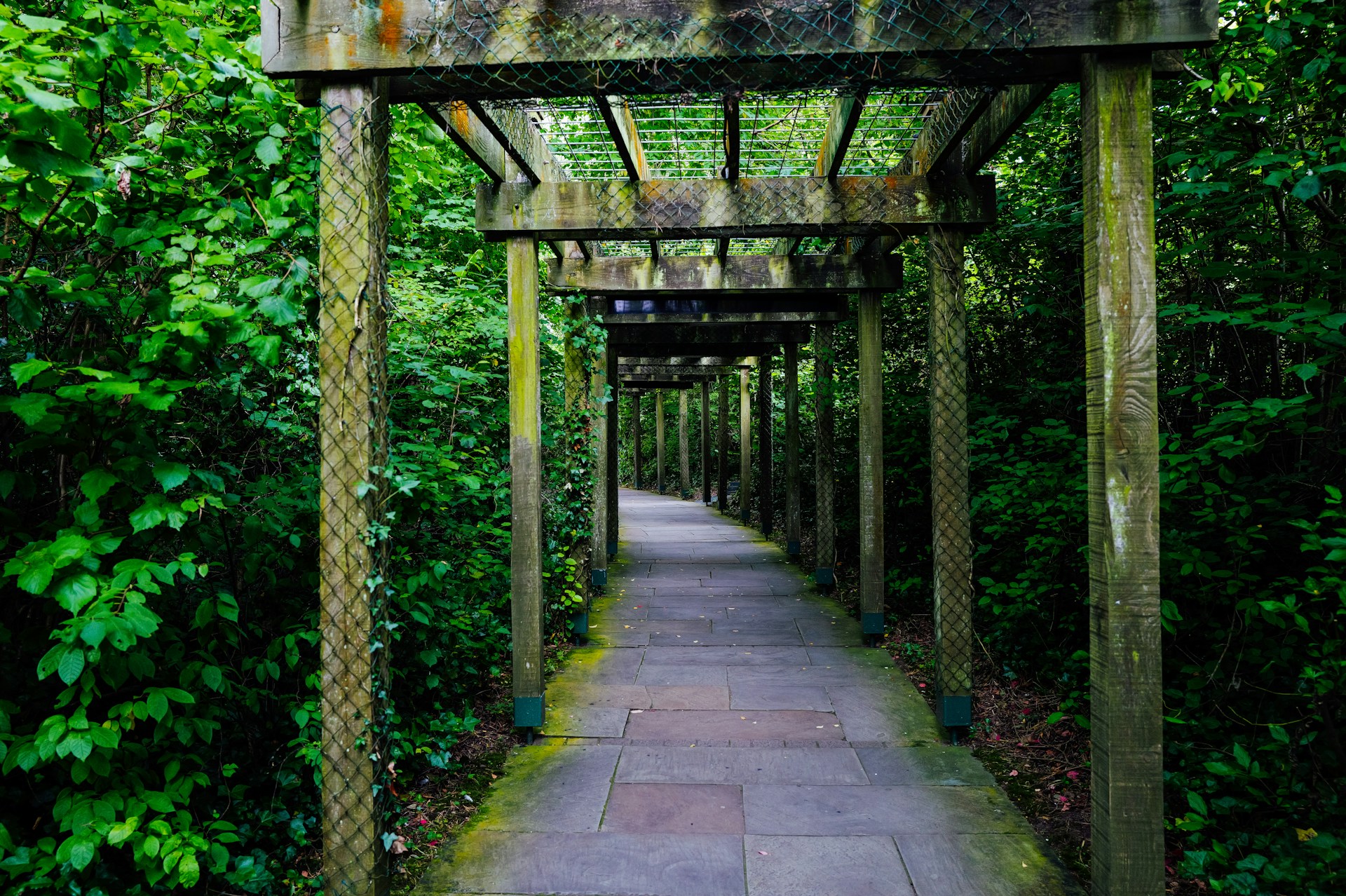 Wooden pergola walkway through lush green foliage