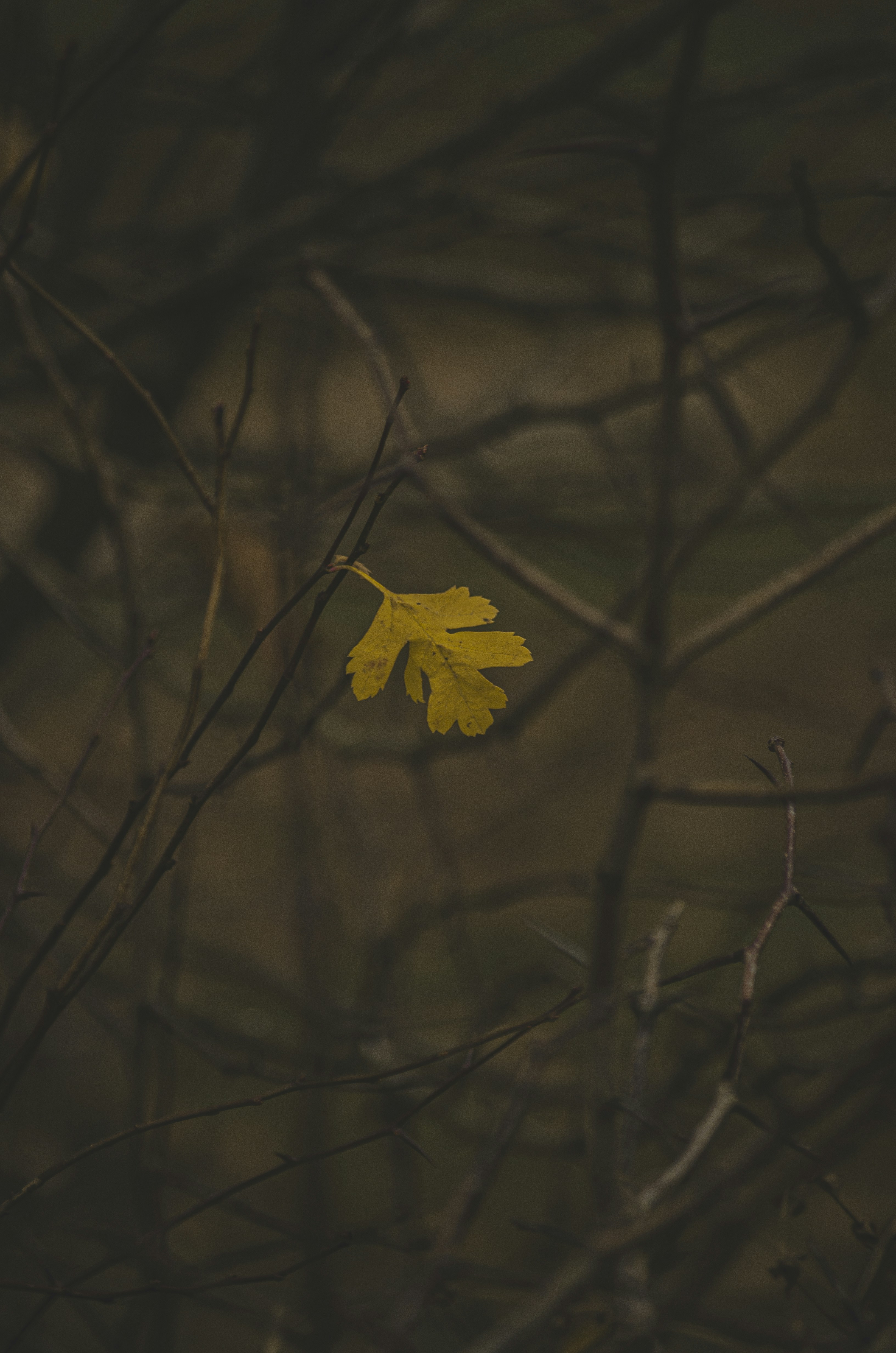 A single yellow leaf on a bare branch