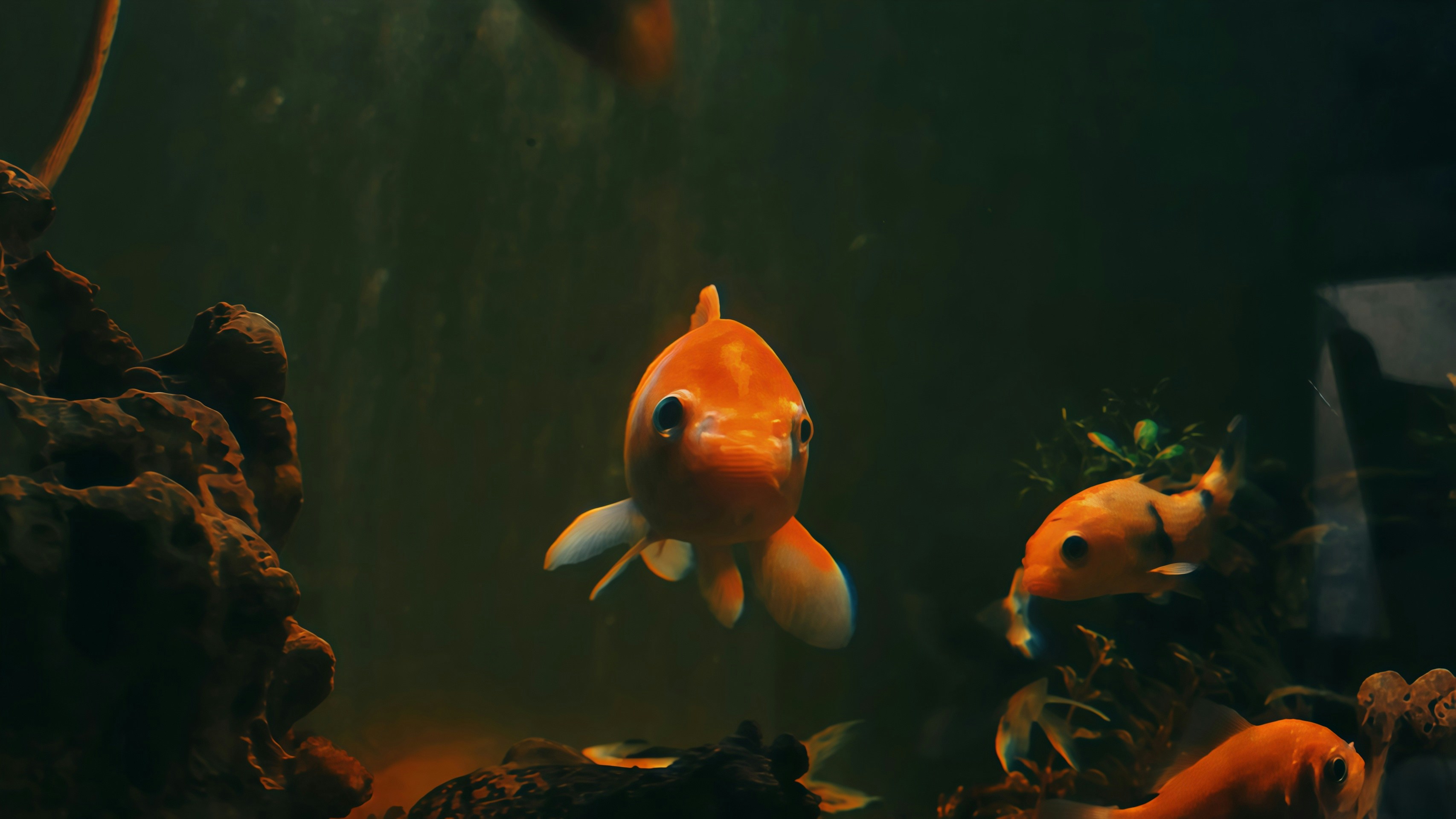 薄暗い水槽で泳ぐ金魚。