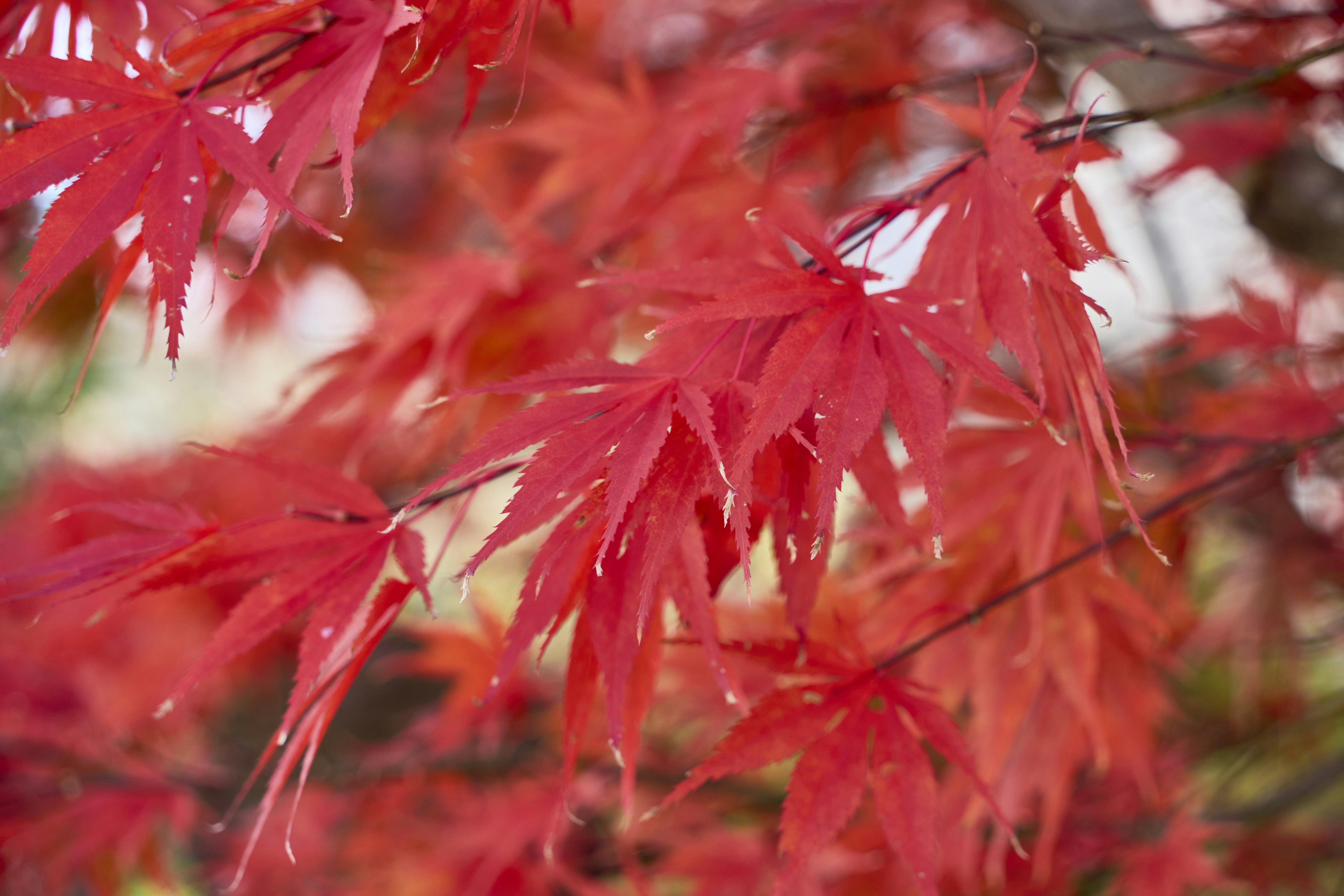 Photo by wolfgang_hasselmann