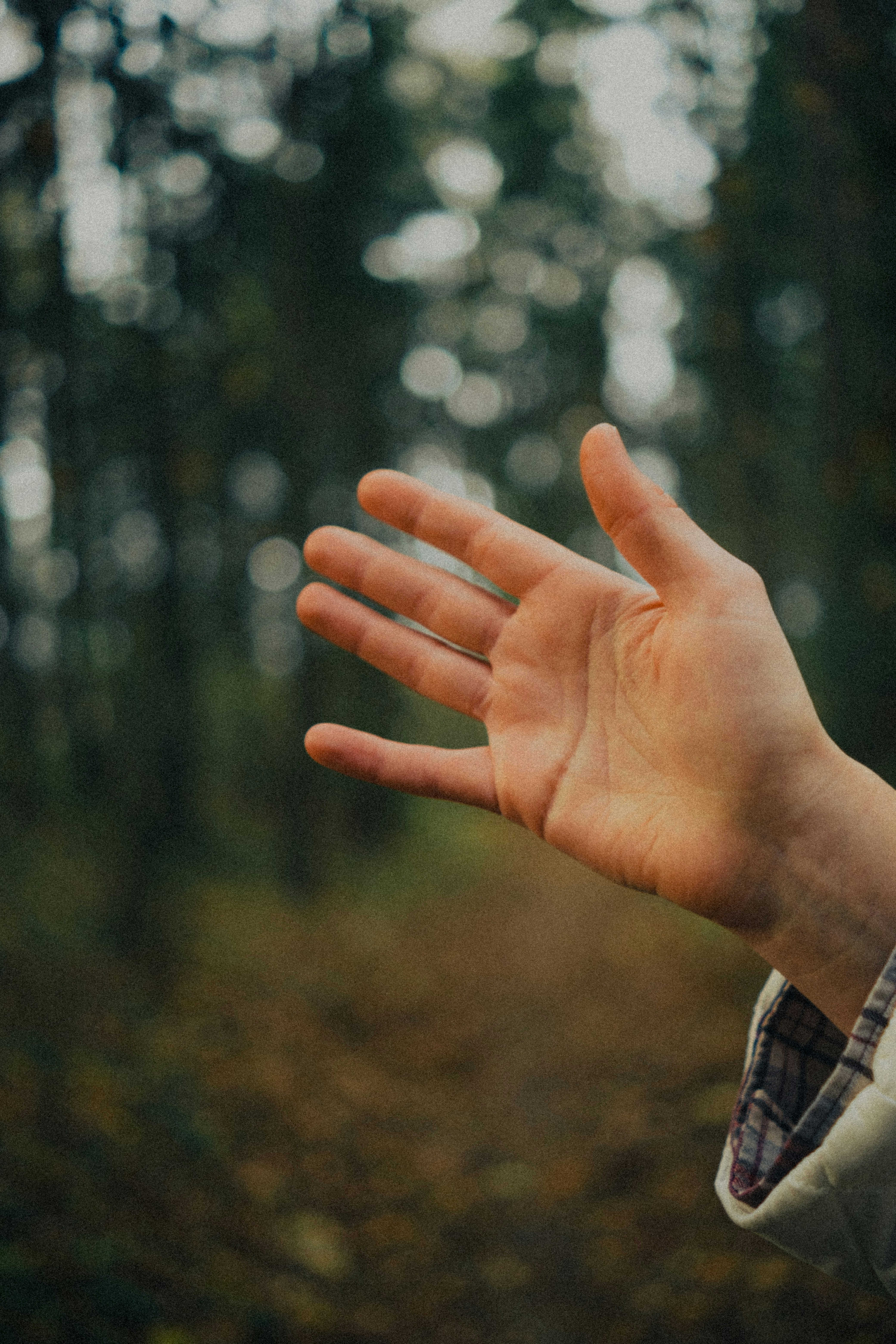 A hand reaching out in a forest