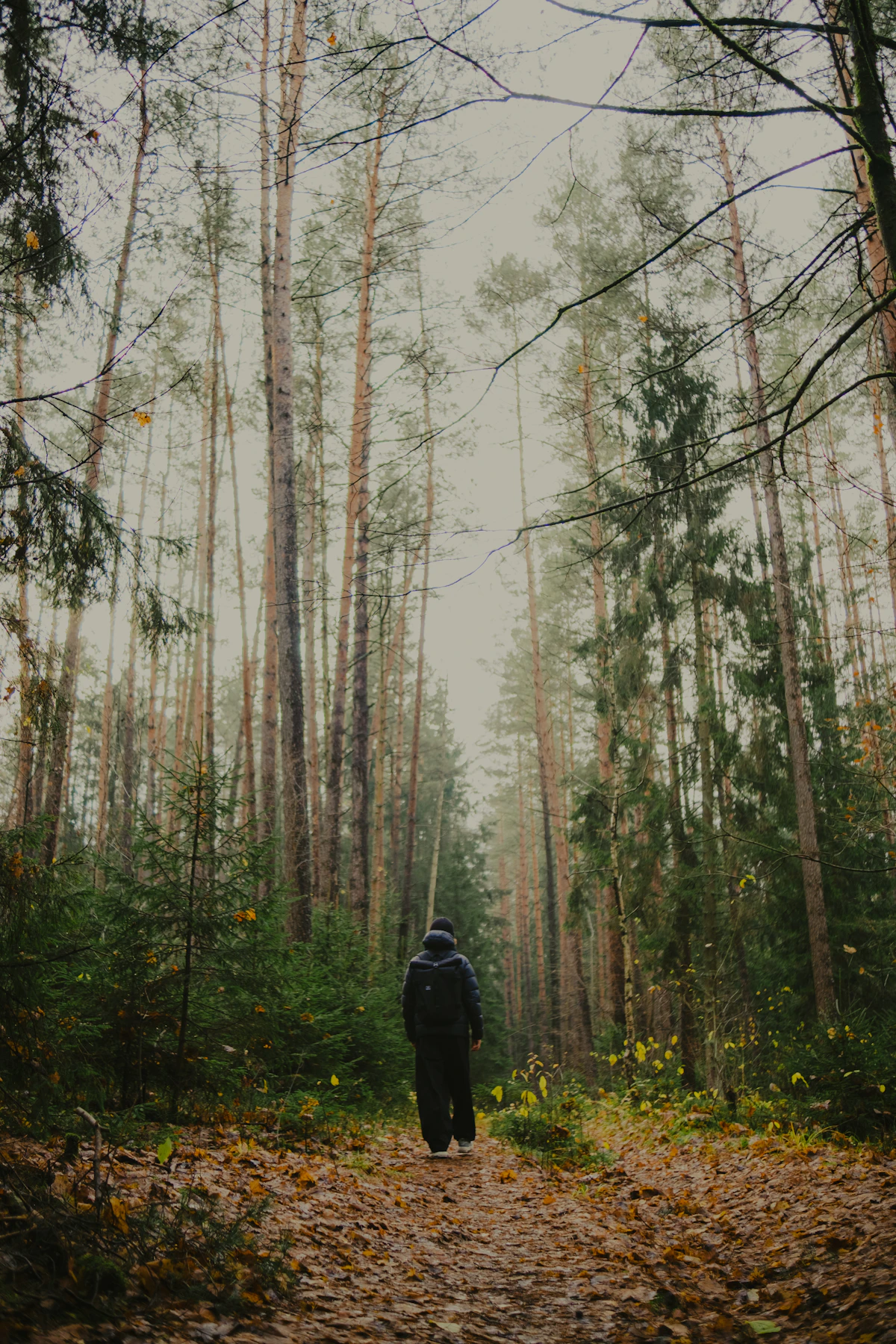 Person auf einem Waldweg als Symbol für einen schrittweisen Rauchstopp-Plan