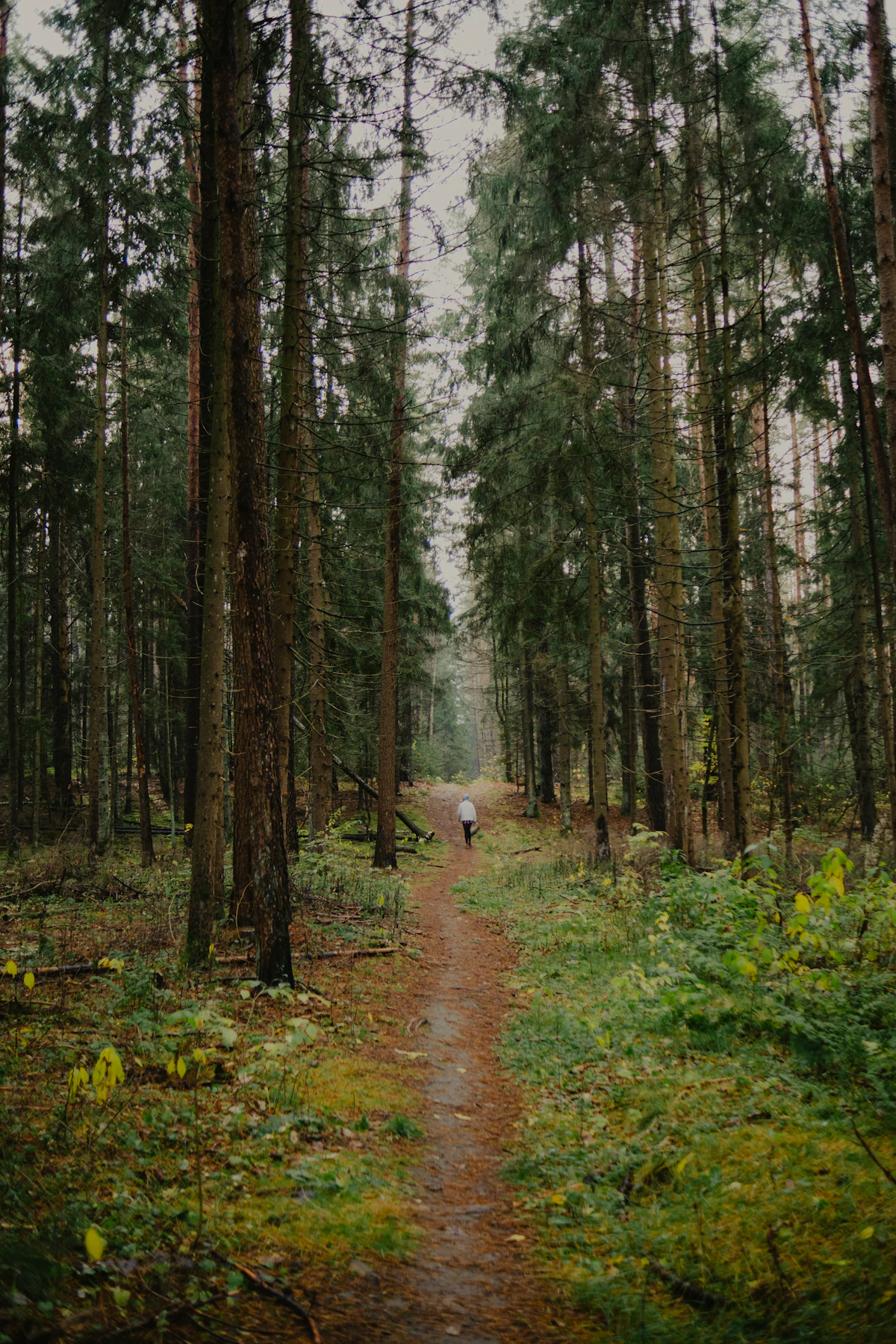 Person auf einem Waldweg als Symbol dafür, eine Craving-Welle zu überstehen