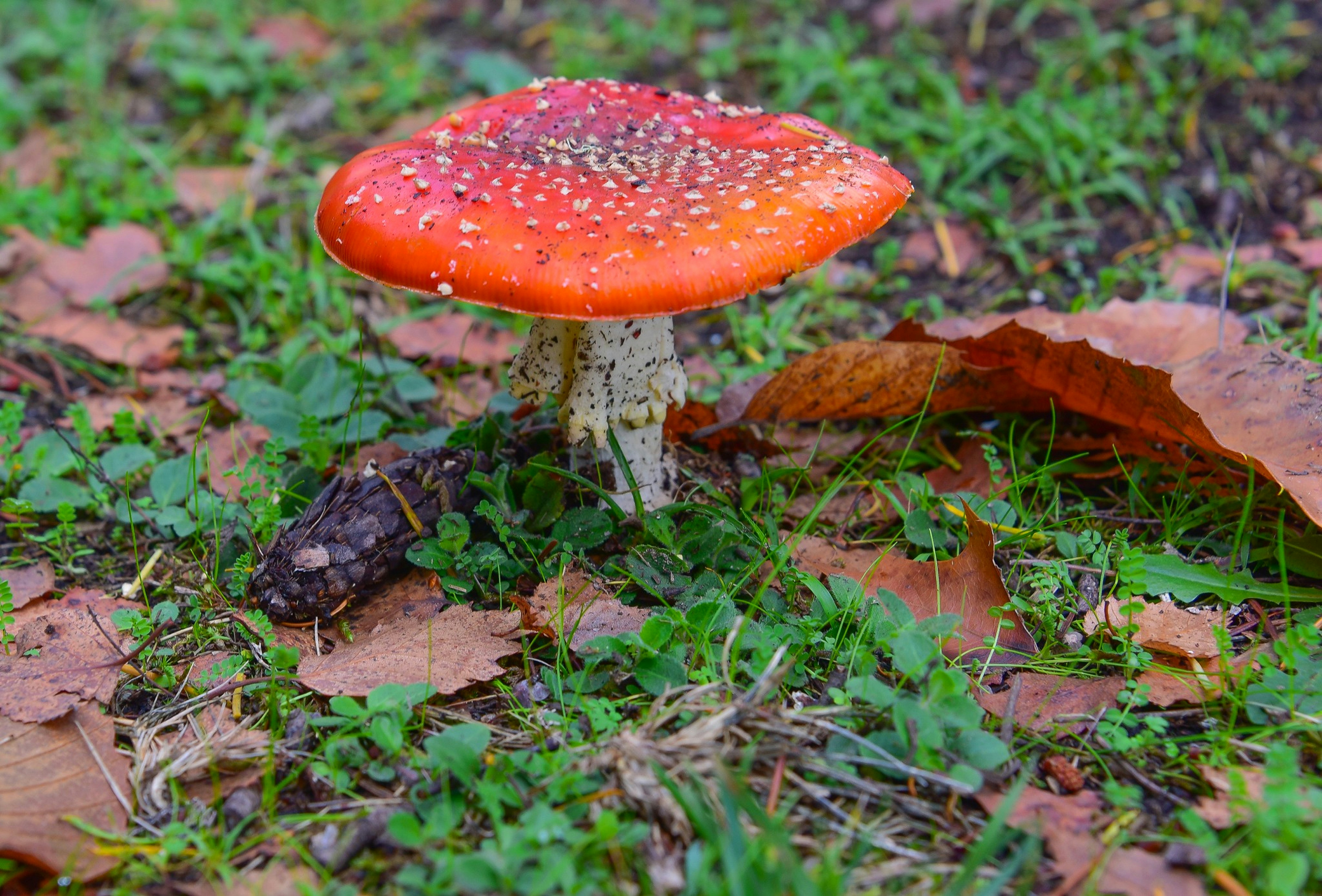 Photo by lfcsfilipesousa