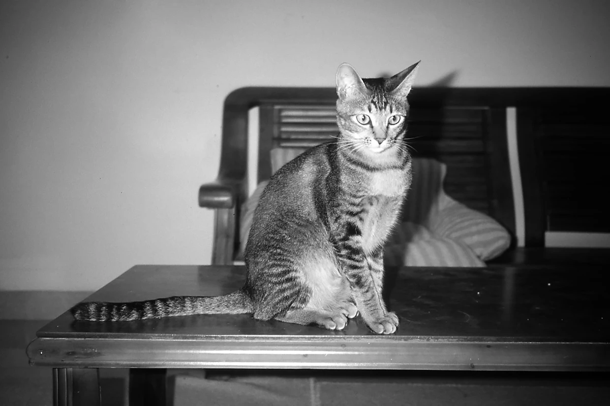Chat tigré assis sur une table en bois