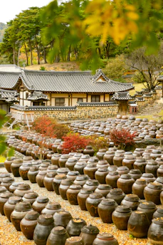 Rows of traditional korean jars in a village