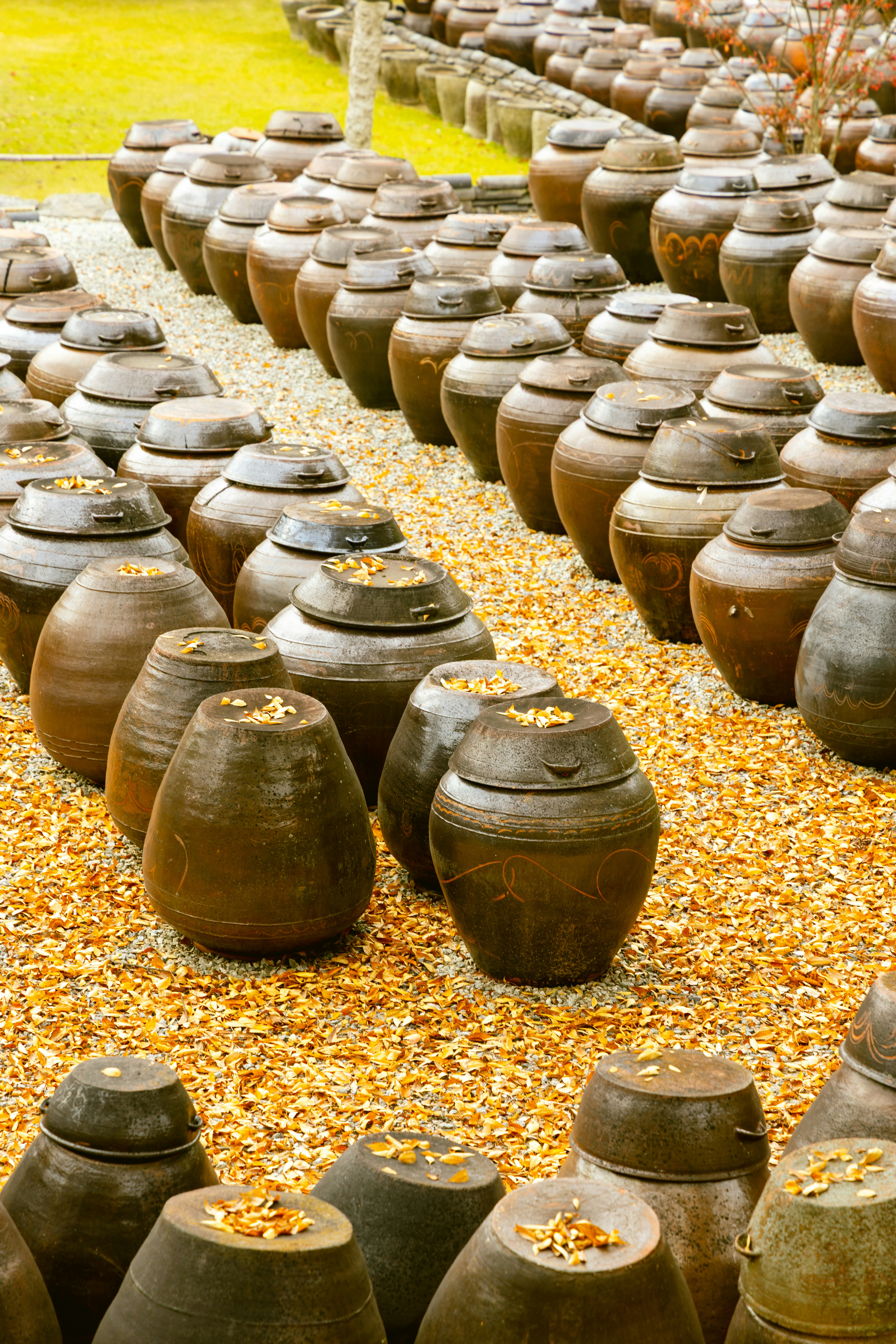 Rows of traditional korean fermentation jars on gravel