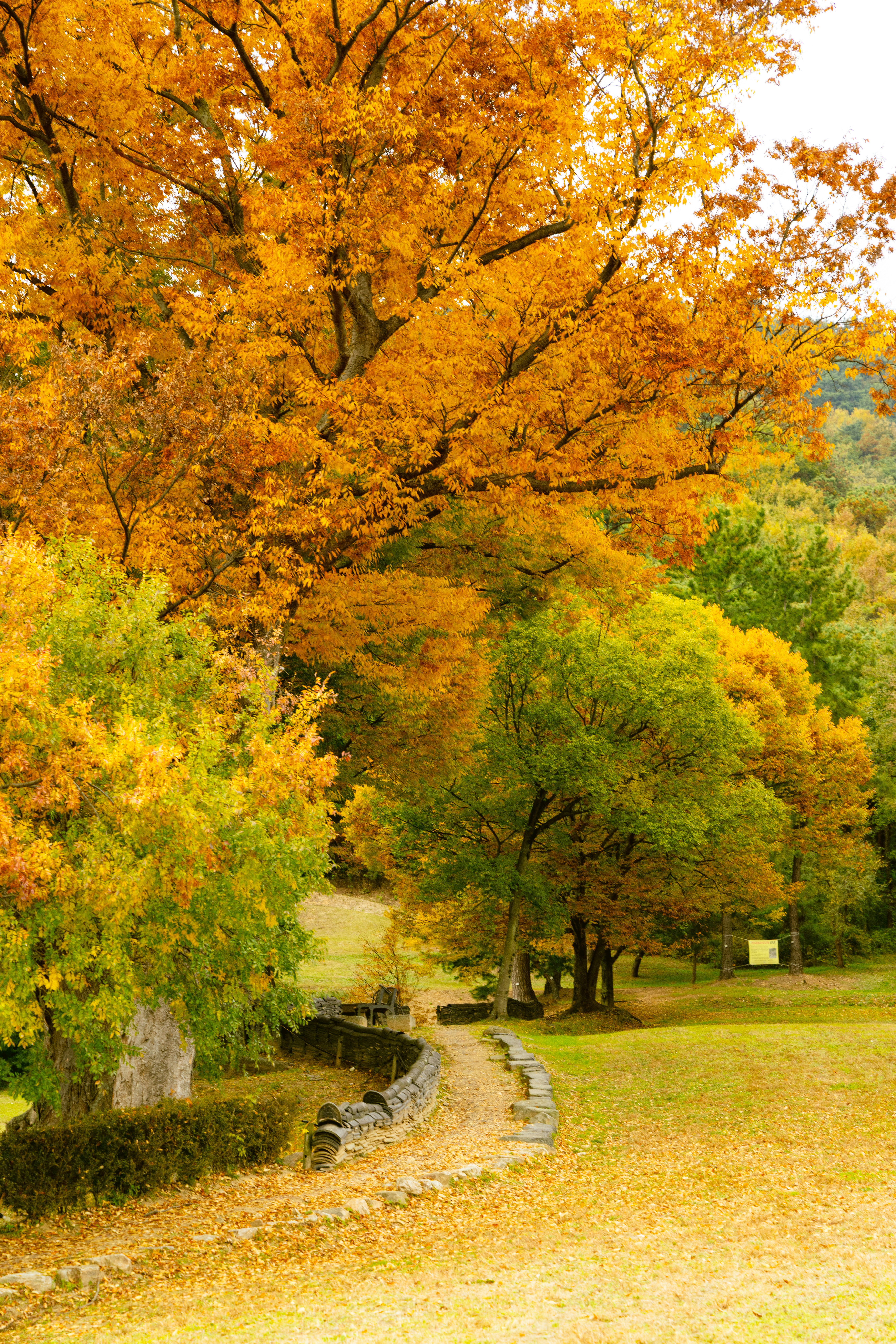Autumn trees with vibrant orange and yellow foliage