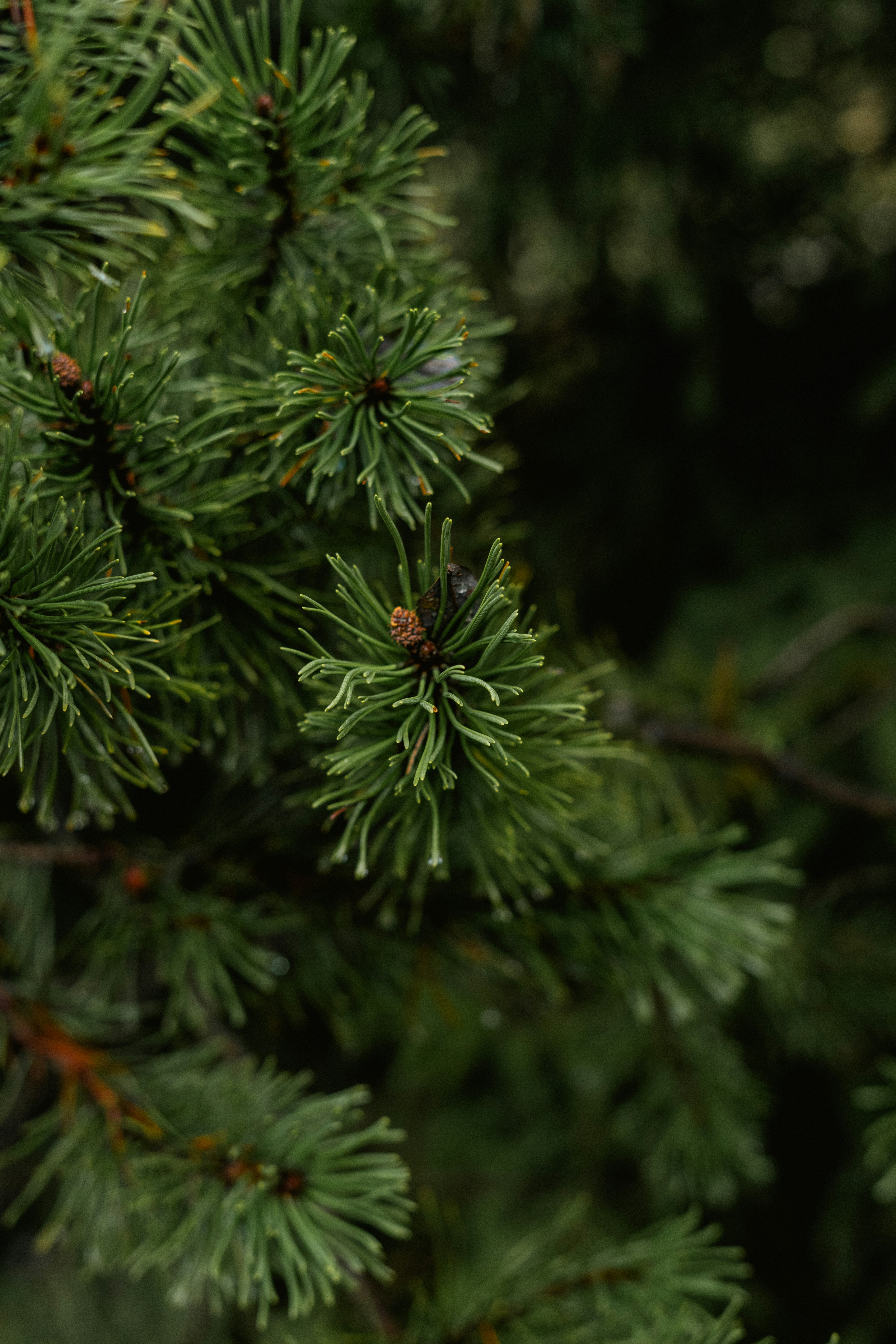 Photo by p_kuzovkova