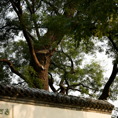 일화고려인삼차