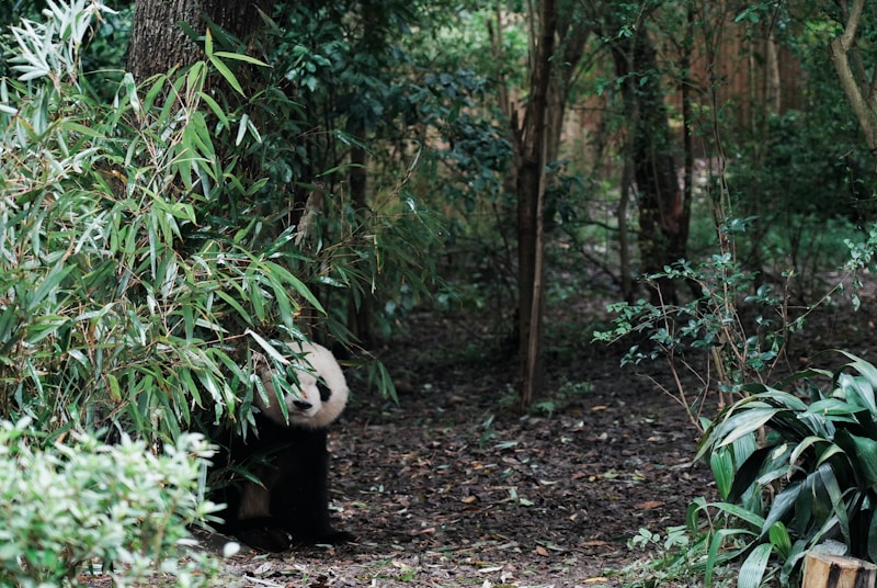 Dalian Forest Zoo