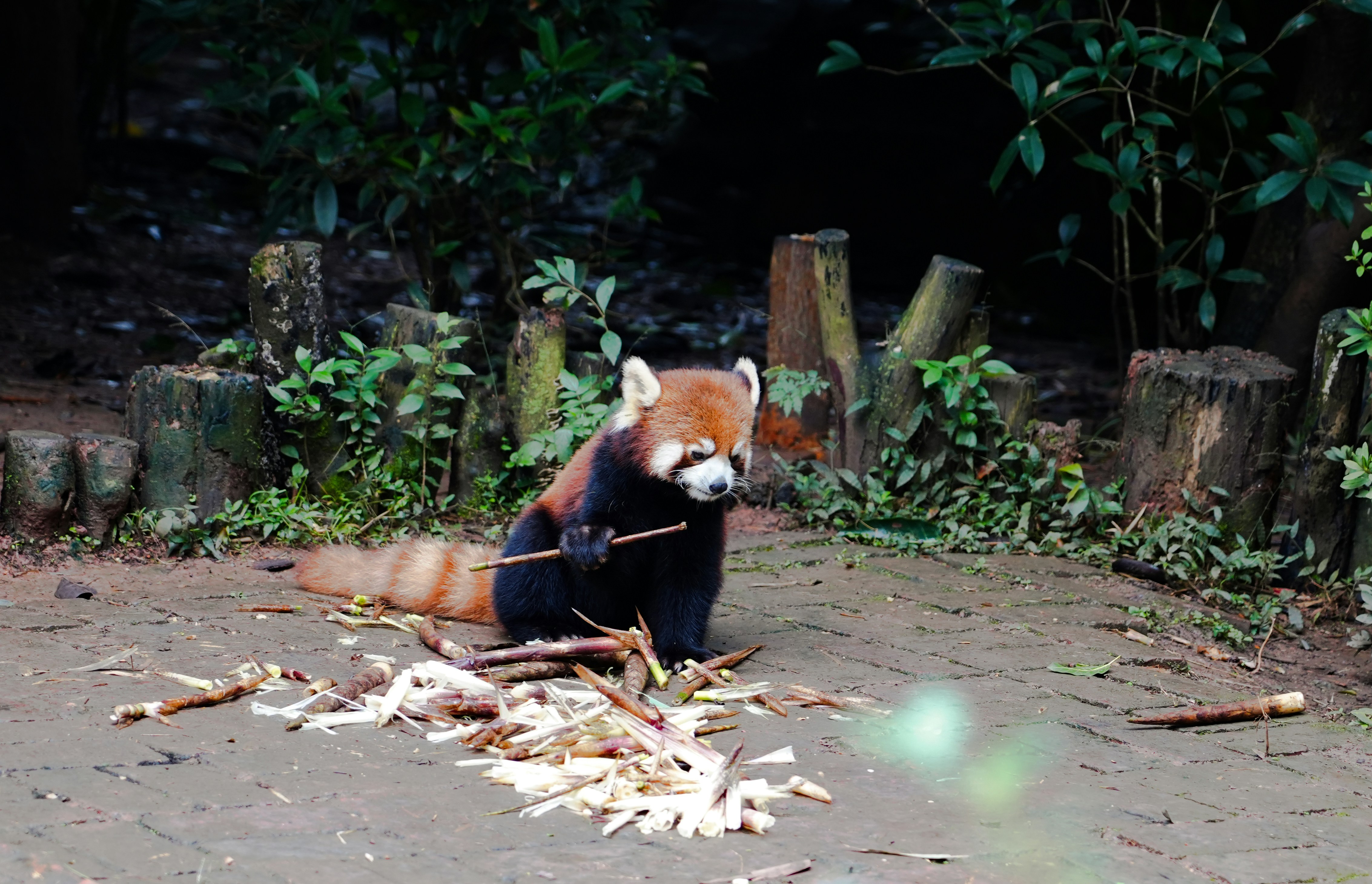 A red panda chews on a stick surrounded by debris.