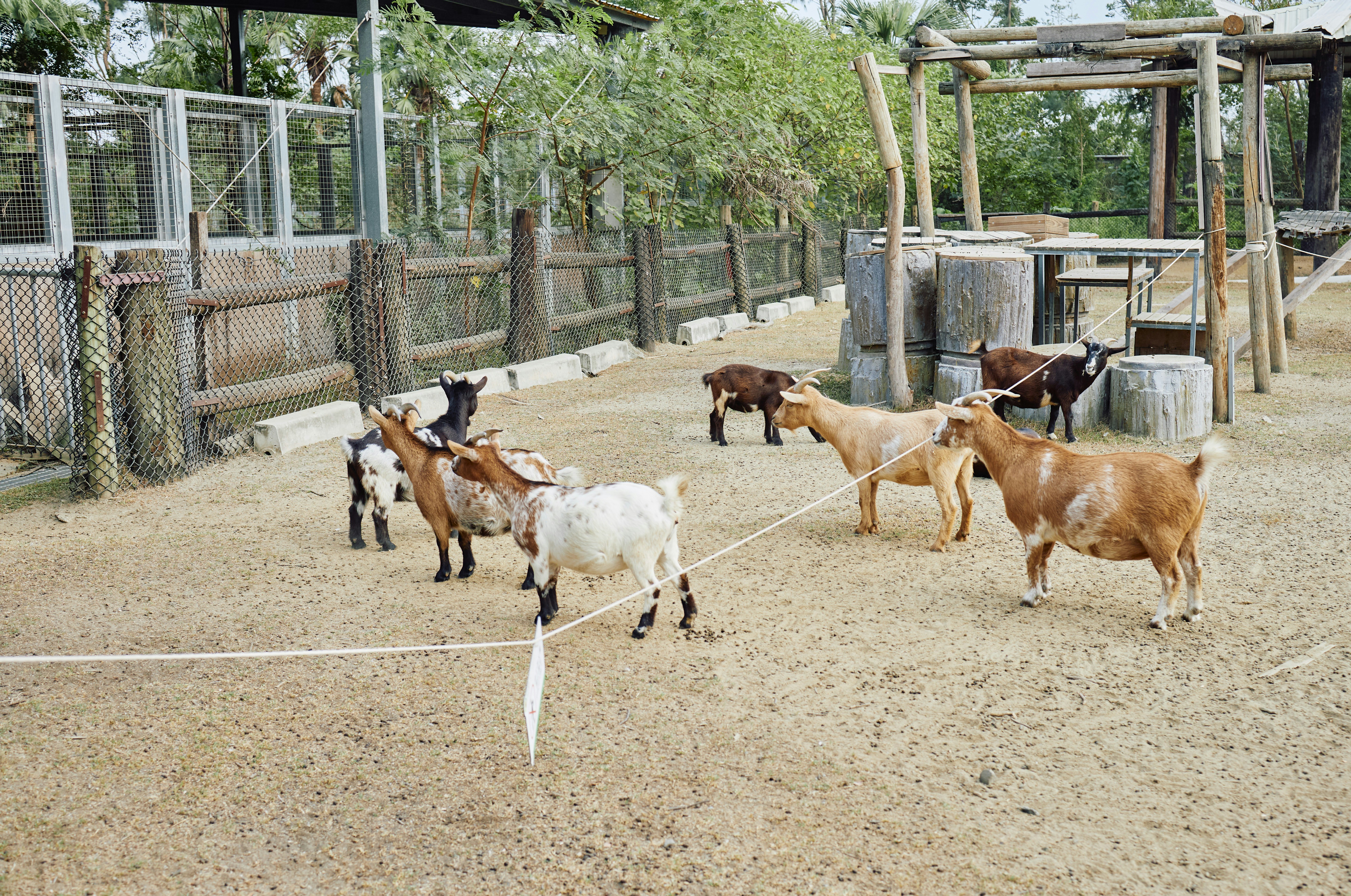 Goats in outdoor enclosure