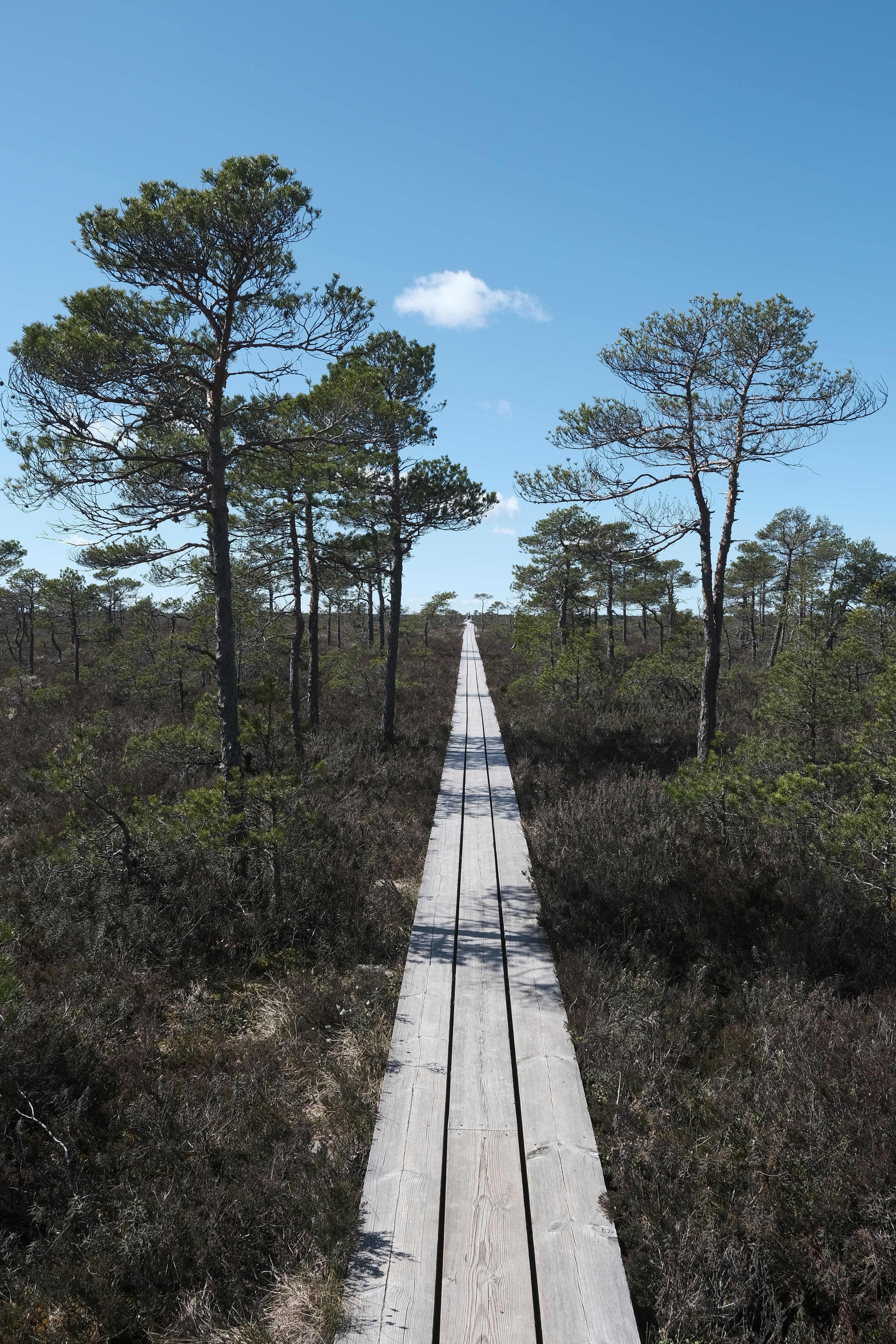 Photo by vitaliholstinin