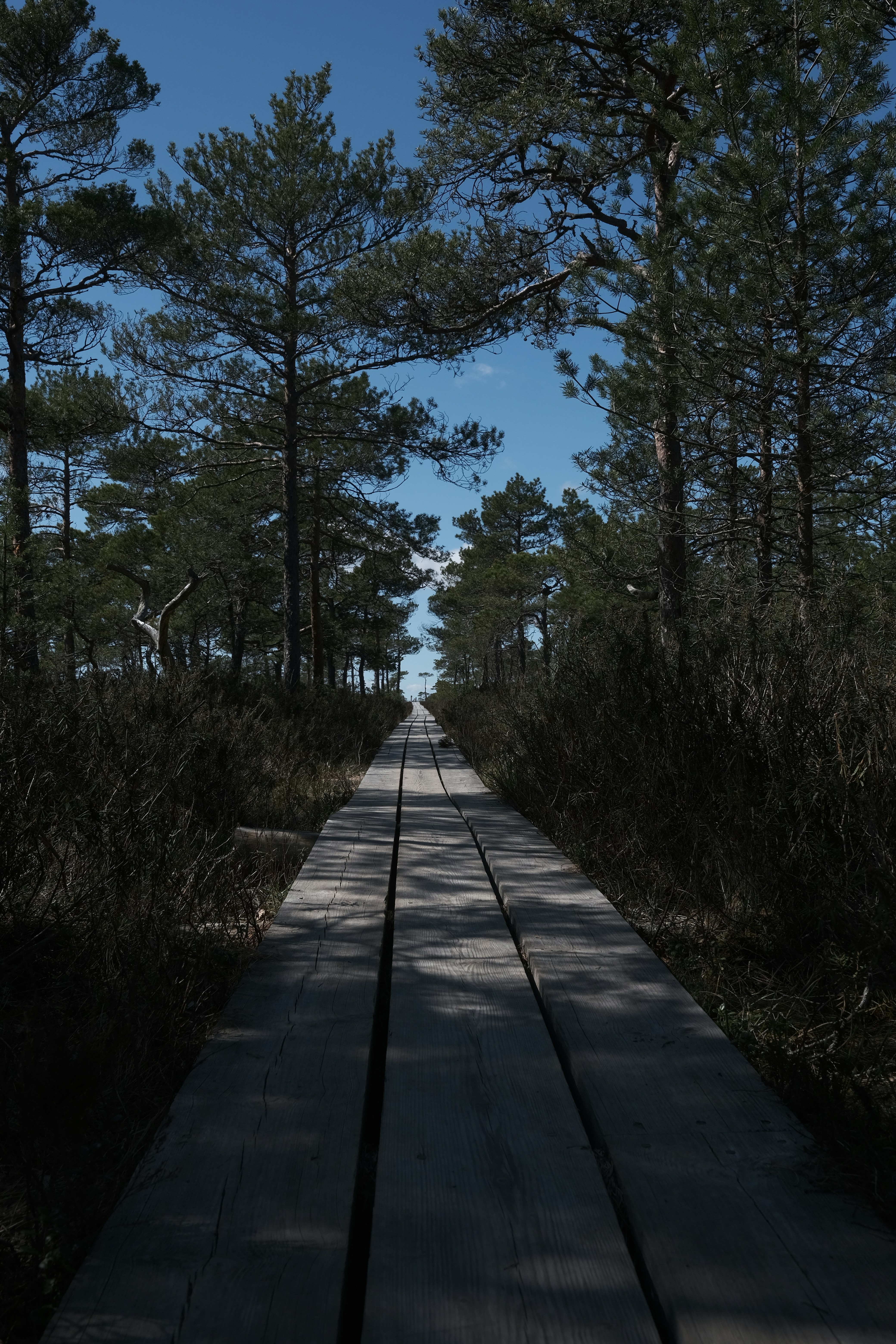 Photo by vitaliholstinin