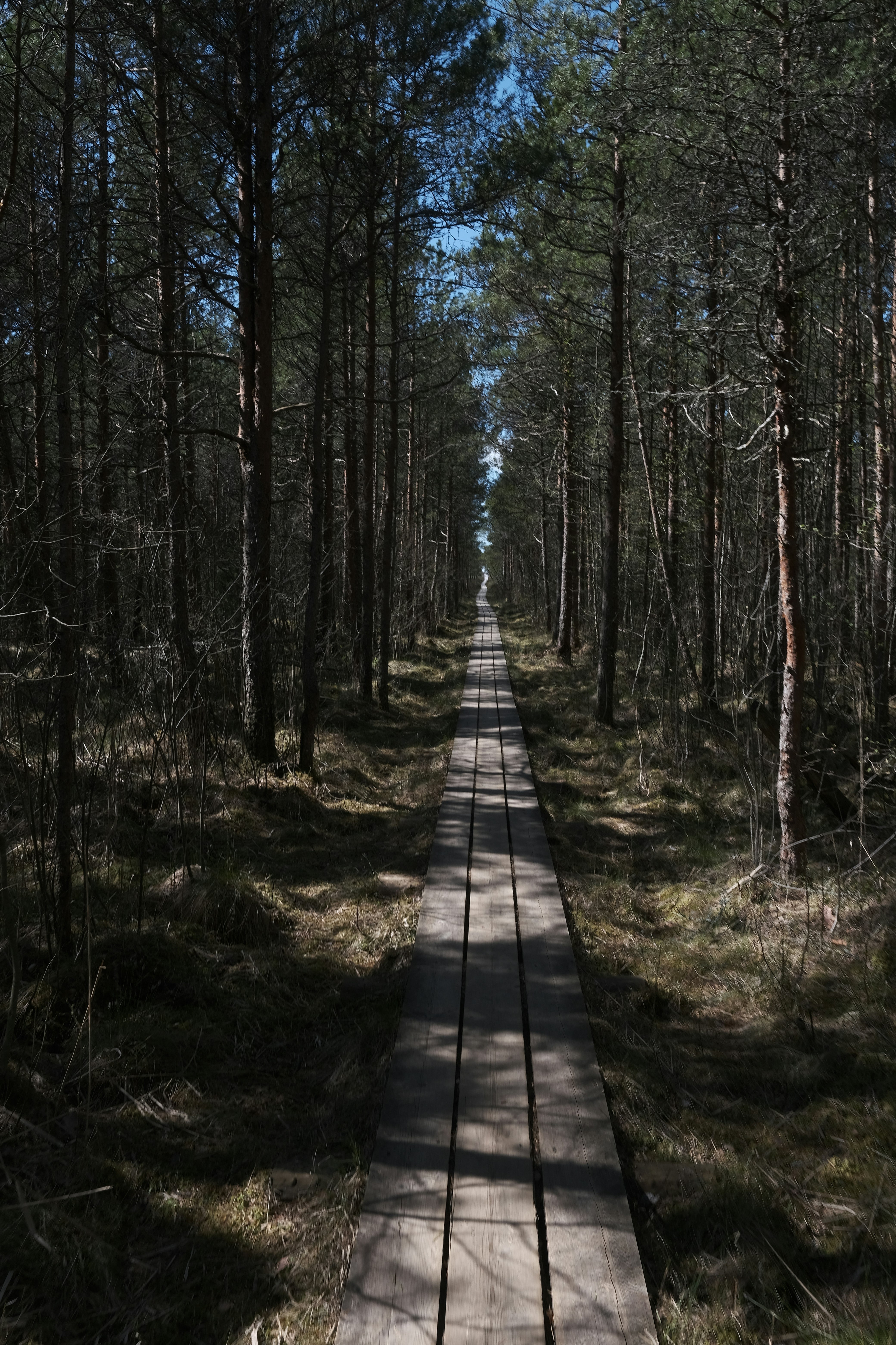 Photo by vitaliholstinin