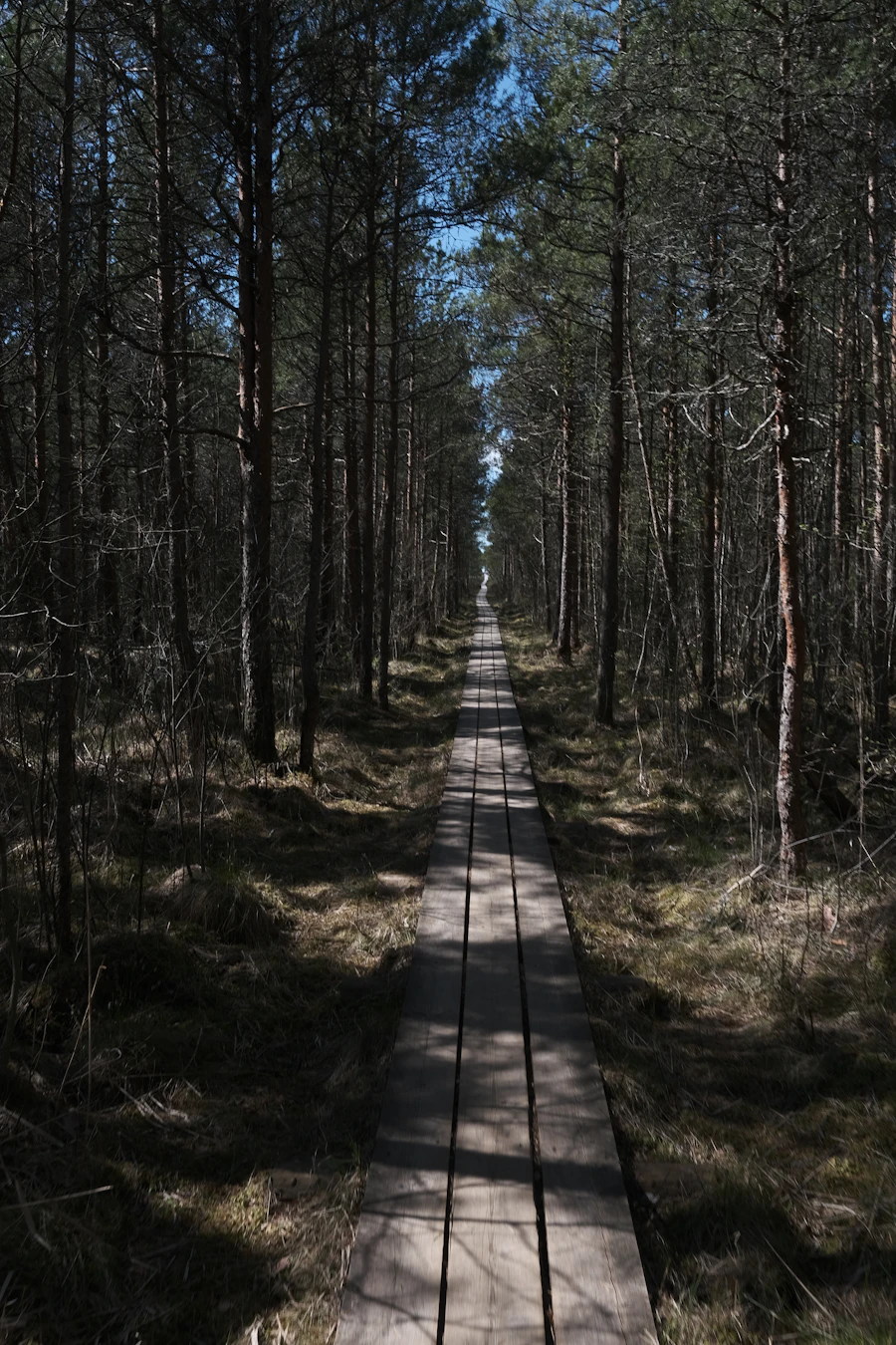 Lahemaa National Park boardwalk through bog
