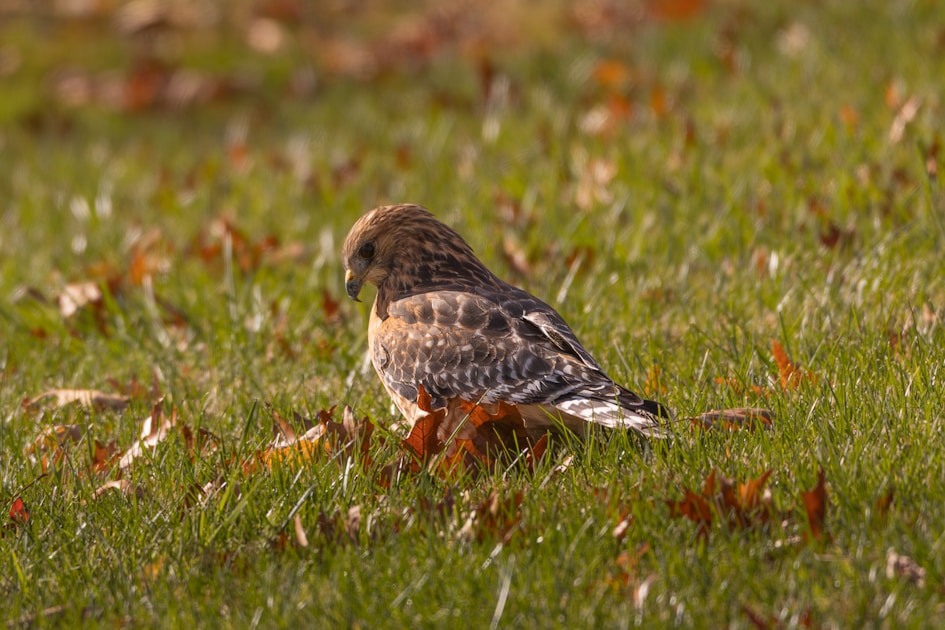 Hunter in rain gear sitting against a tree in wet autumn forest