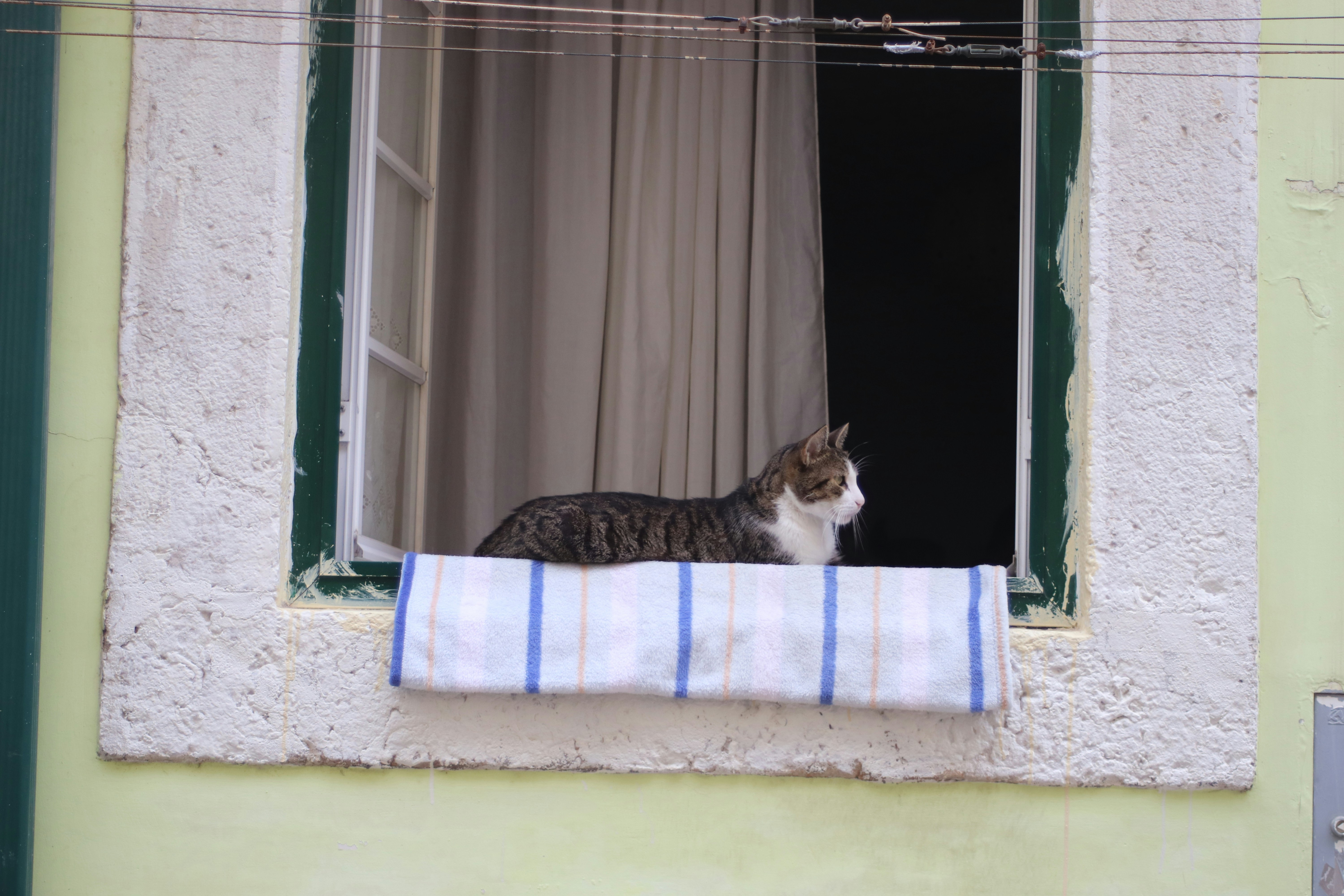 A tabby cat rests on a windowsill.